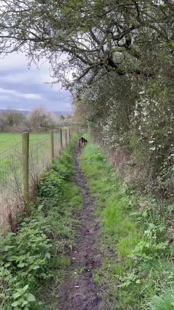 Mixed Breed dogs for adoption: Sammy needs an active home  in Chinnor - Video 1