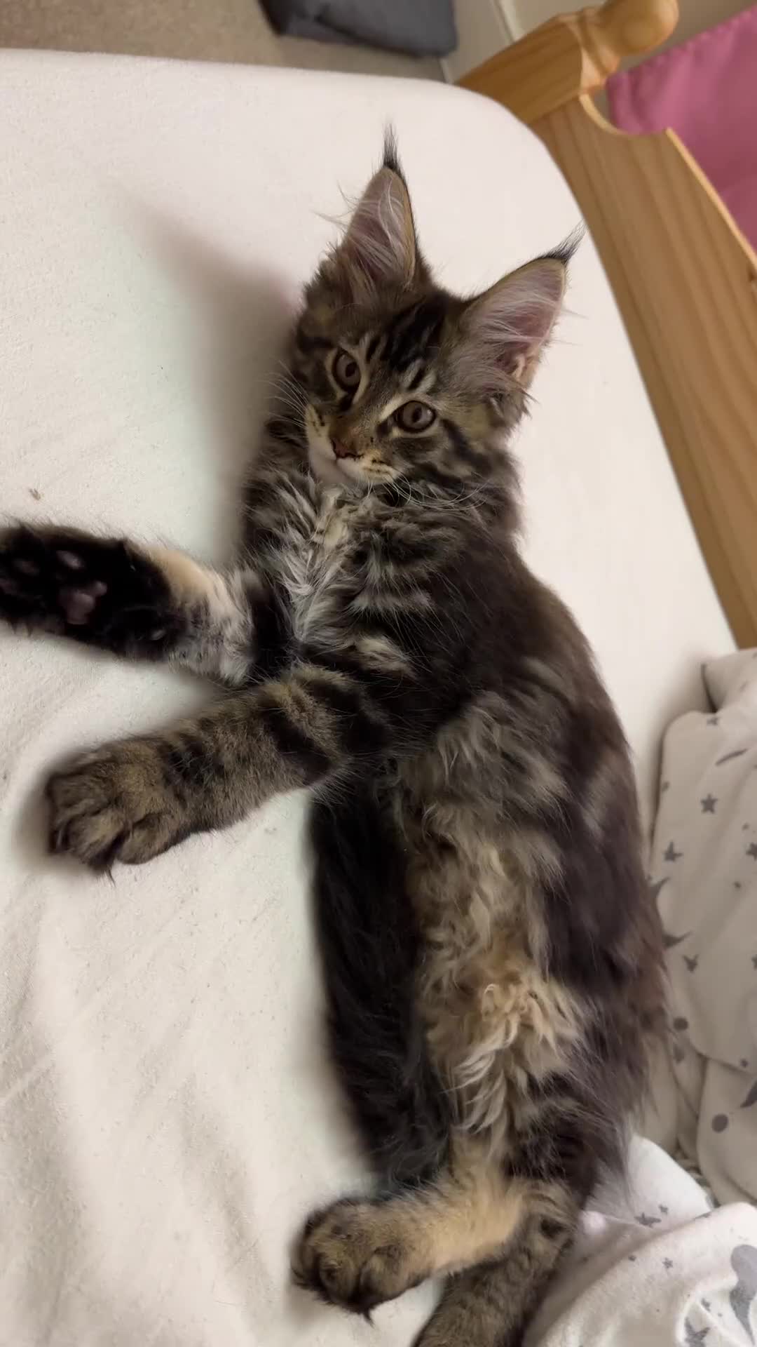 Maine Coon cats for sale: Main Coon - Video 1
