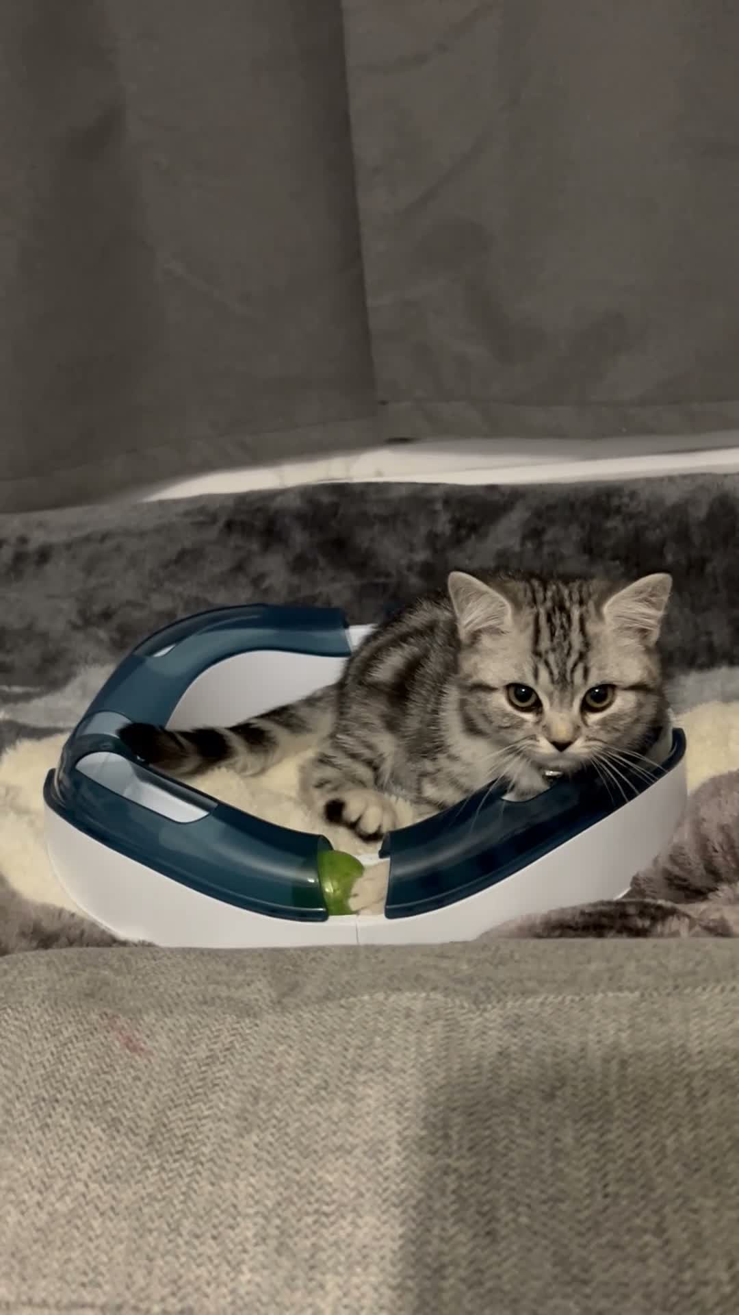 British Shorthair cats for sale: Beautiful Pure Bred Silver BSH  - Video 4