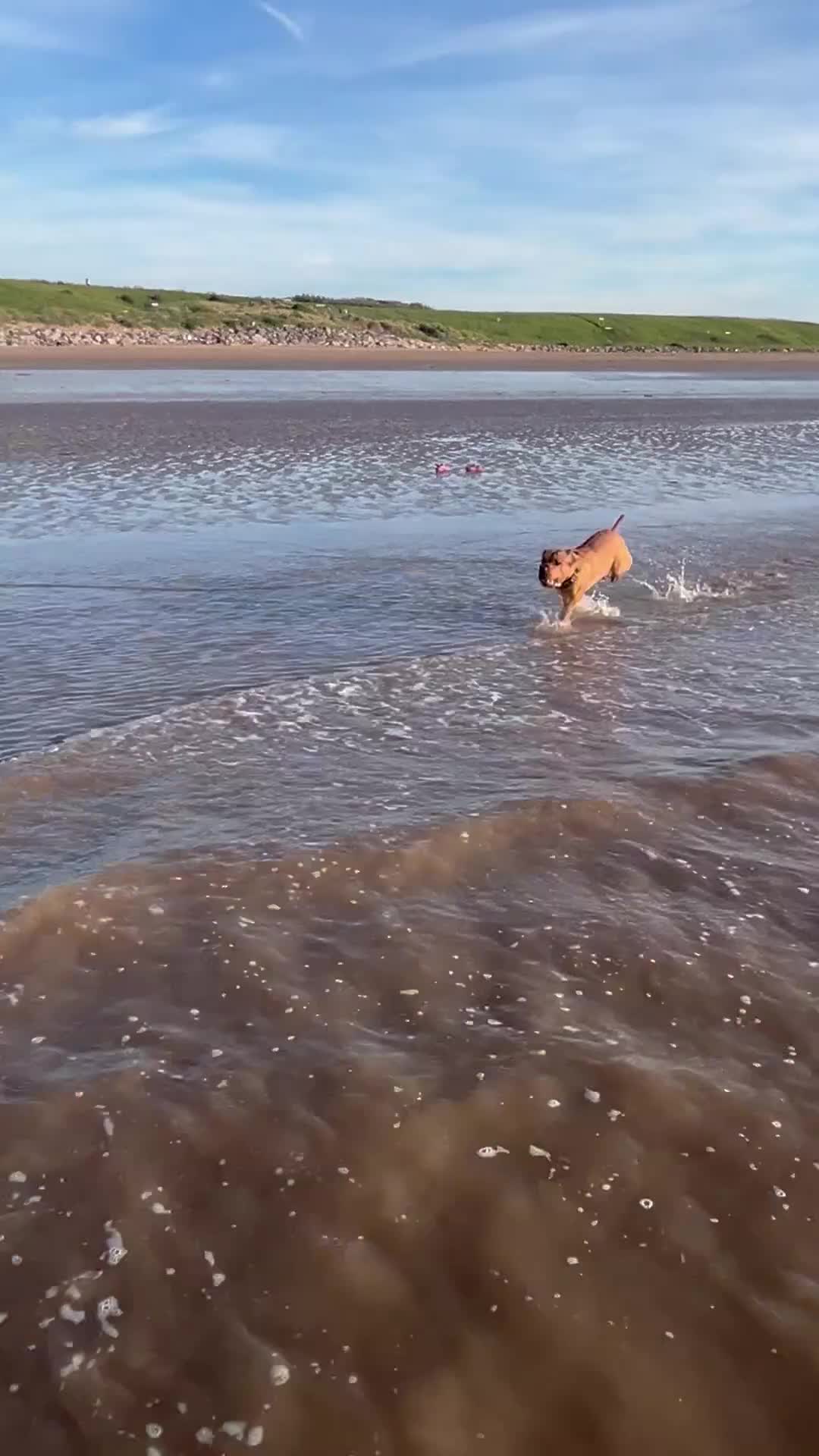 Mixed Breed dogs for sale: 14month old chunk of love - Video 1
