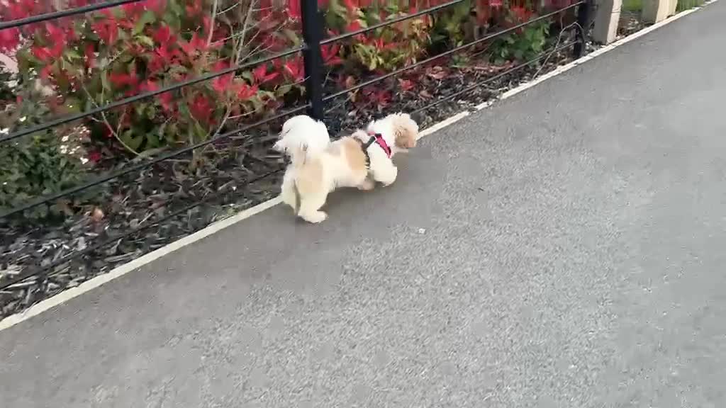 Shih Tzu dogs for sale: Pedigree Shih Tzu- Negotiable for right owner  - Video 1