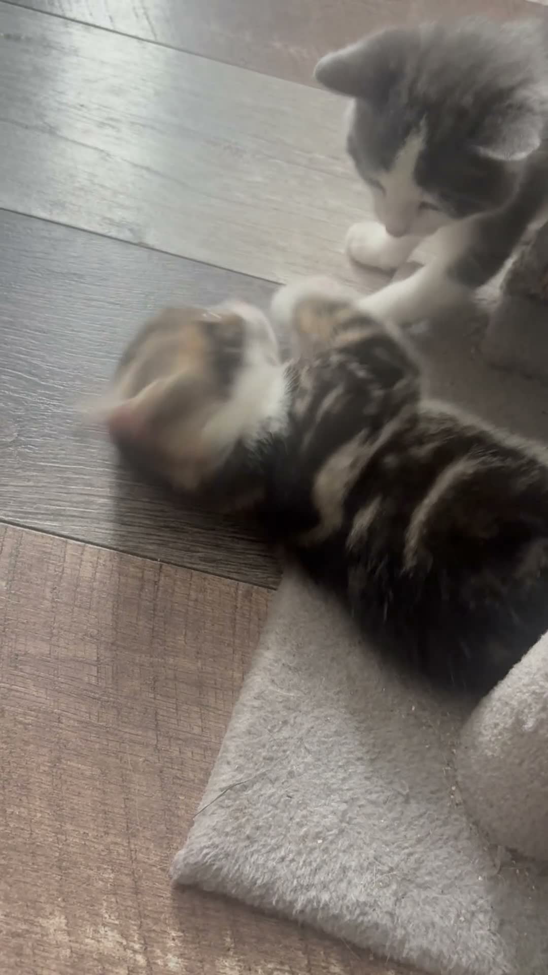 Domestic Shorthair cats for sale: 2 male kittens left out a litter of 5  in West Bromwich - Video 1