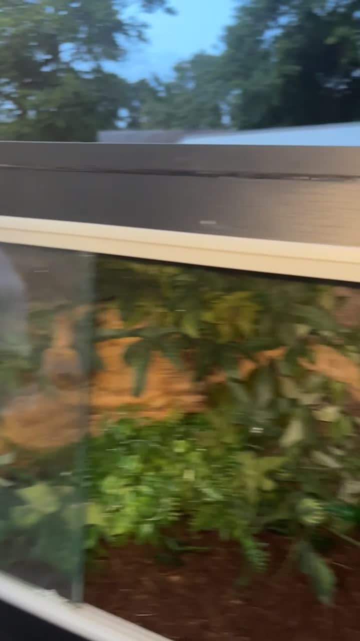 Python Snake reptiles for sale: Royal ball python for sale in Redditch - Video 1