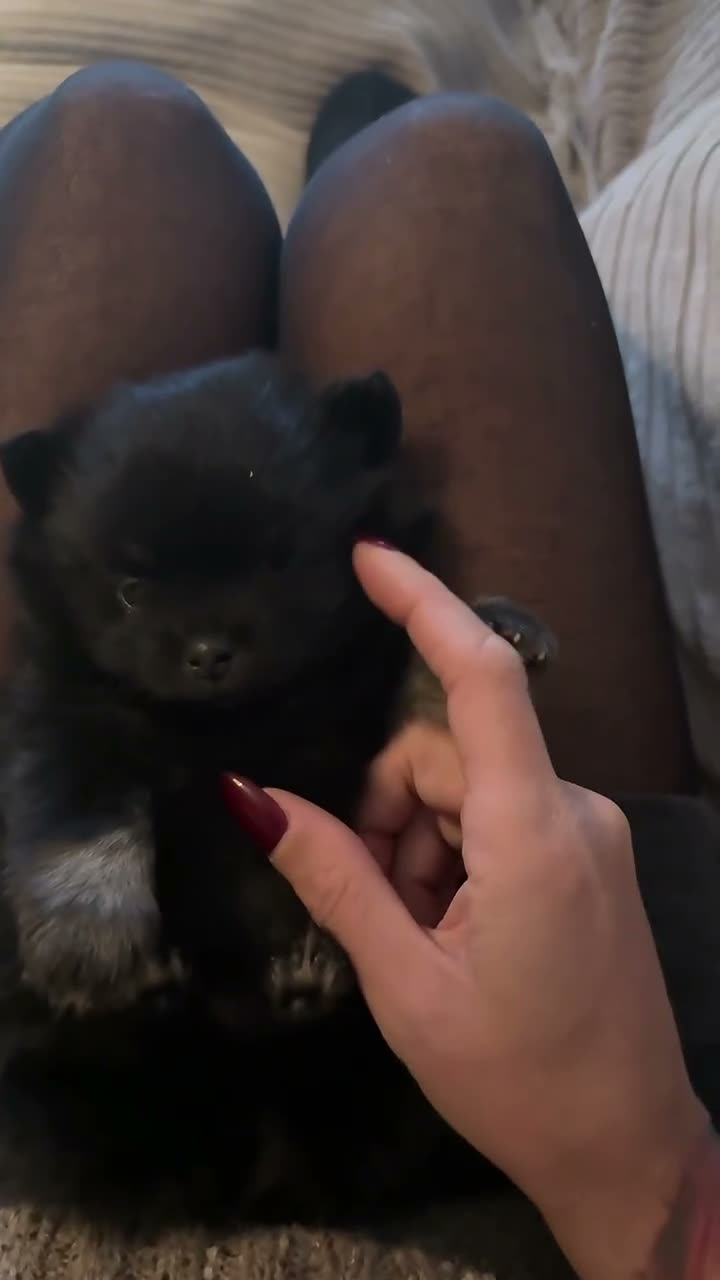 Pomchi dogs for sale: Stunning super friendly laidback little girl  - Video 4