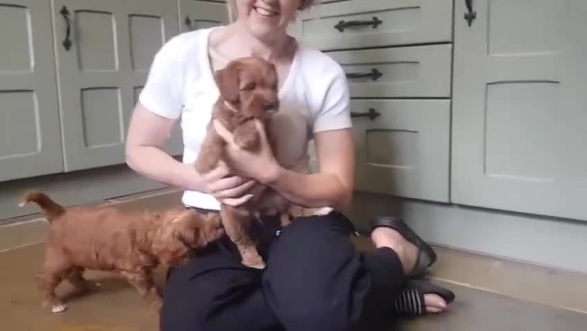 Australian Labradoodle dogs for sale: Miniature Australian labradoodle pups 100% Pure  - Video 1