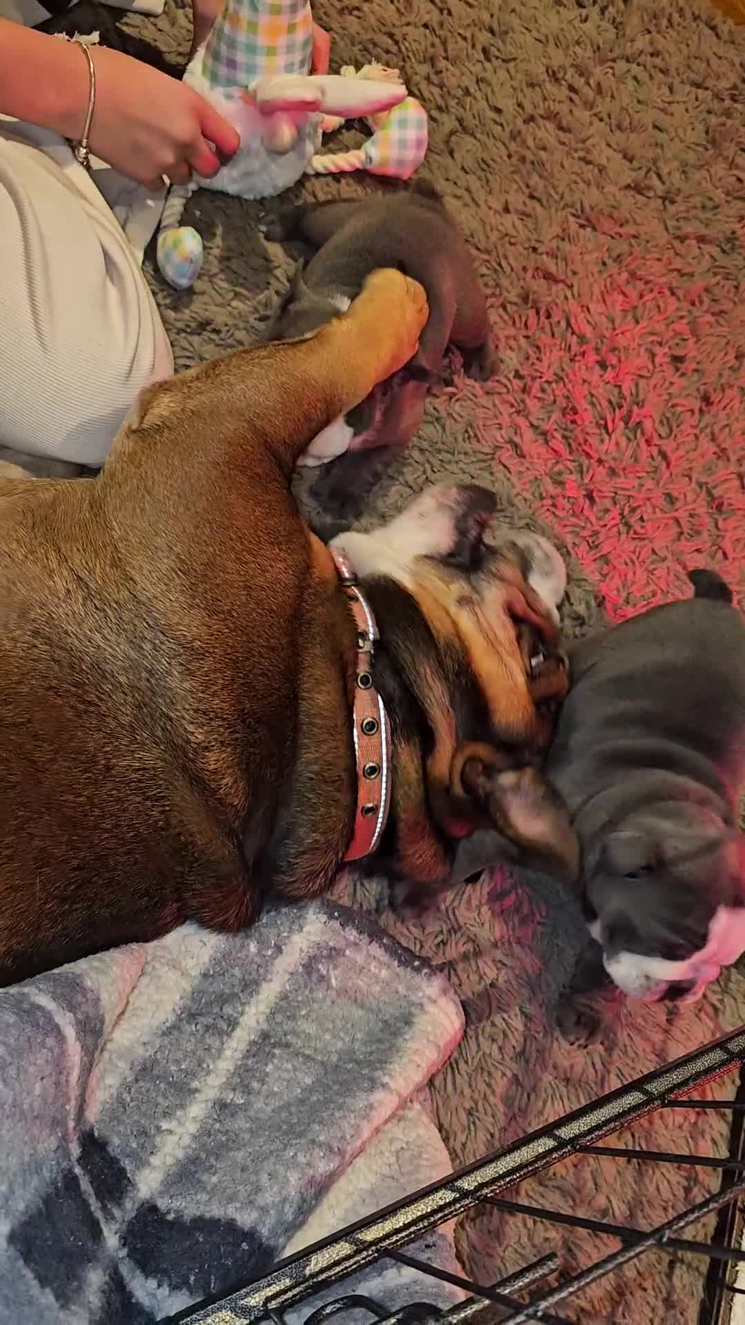 English Bulldog dogs for sale: Winnies babies - Video 1