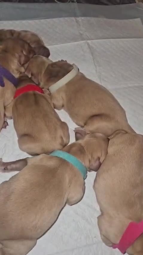 Golden Retriever dogs for sale: Golden Retriever Puppies 2 STILL AVAILABLE  - Video 2