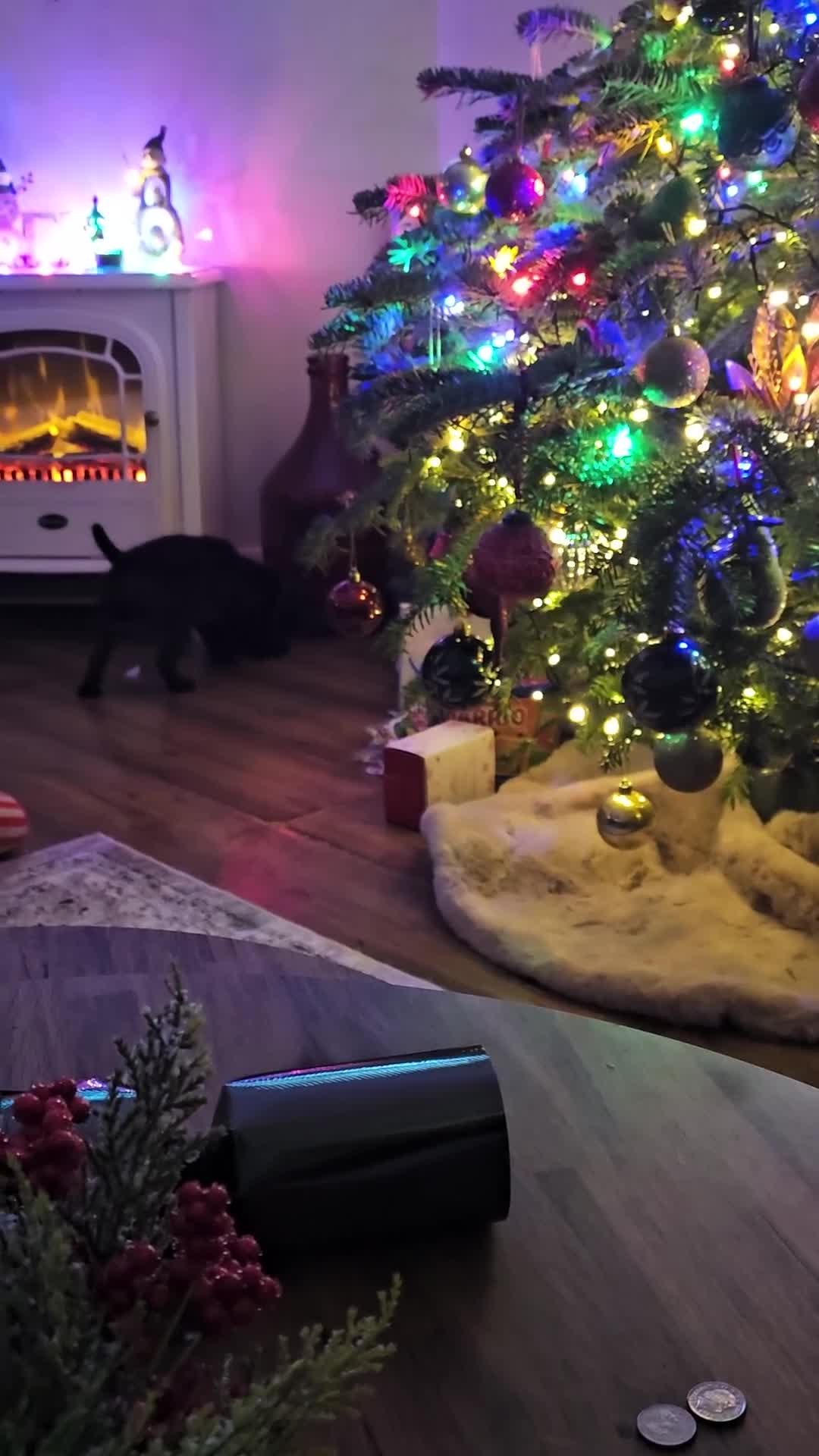 Labrador Retriever dogs for sale: 🐾 Labrador Puppies – Ready Early January 🐾 - Video 2