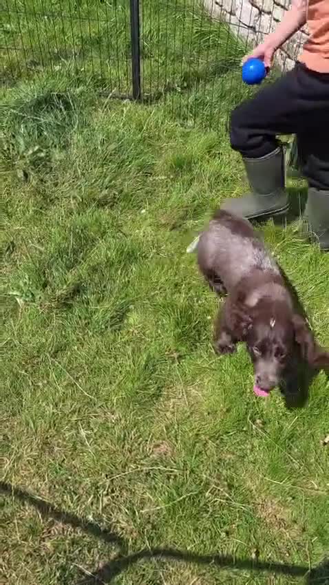 Cocker Spaniel dogs for sale: Wilson KC Registered Looking For Forever Home - Video 2