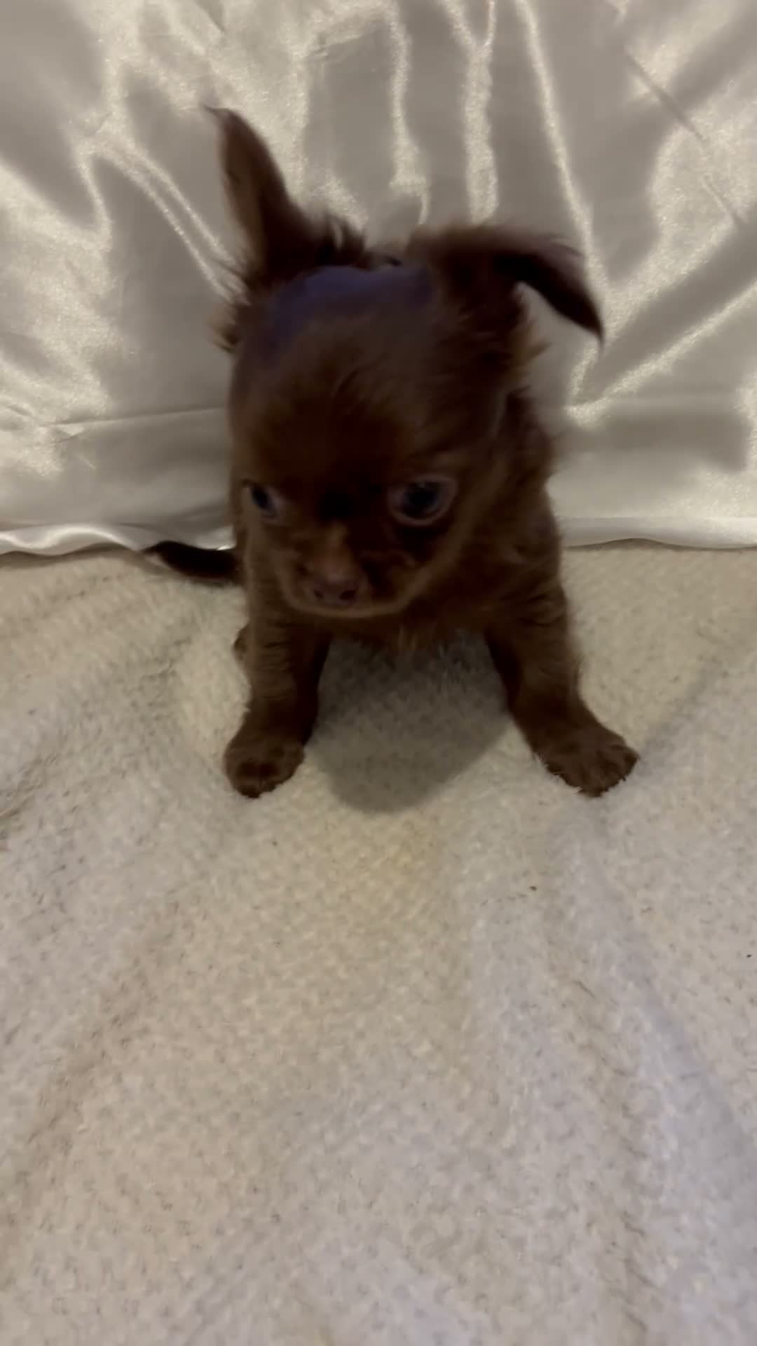 Chihuahua dogs for sale: Long-Haired Precious Tiny Chelsea Chihuahuas  - Video 5
