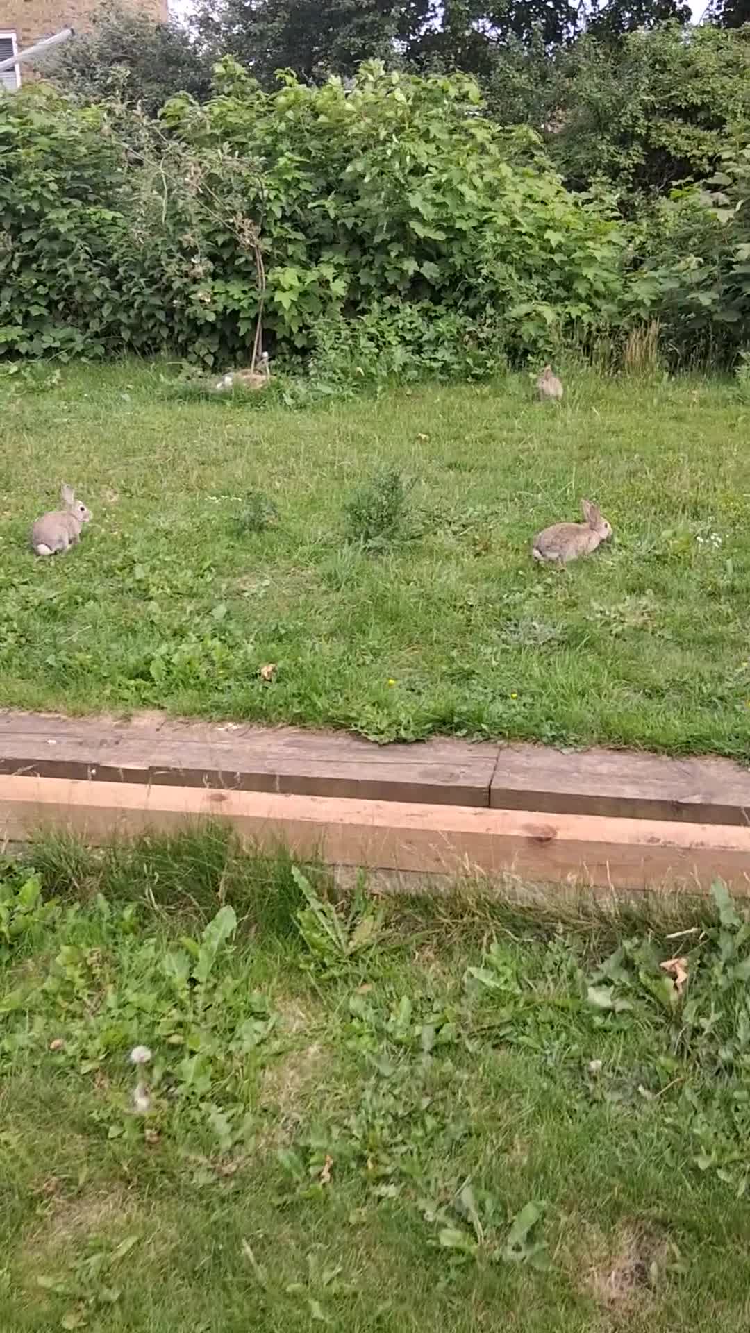 Mixed Breed rabbits for sale: Rabbits mixed - Video 1