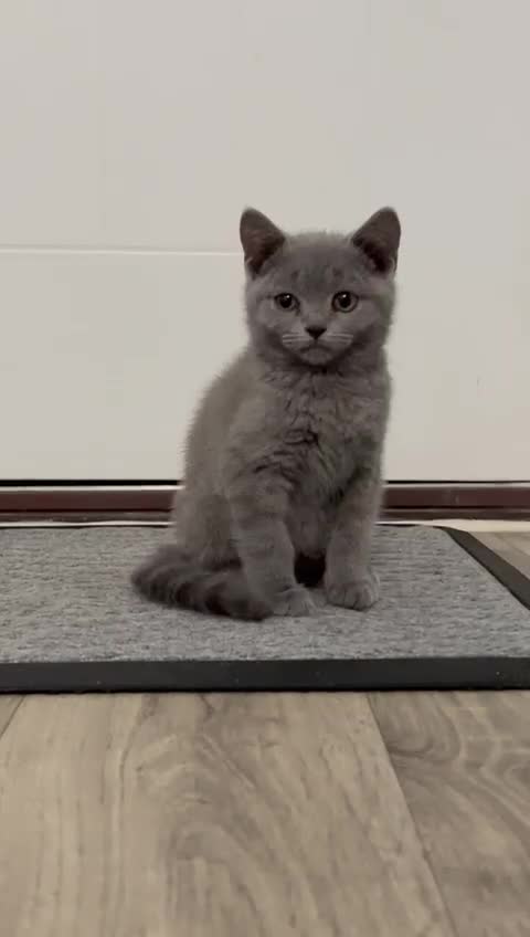 British Shorthair cats for sale: 💙 *Last little boy* Gorgeous bsh 💙 - Video 2