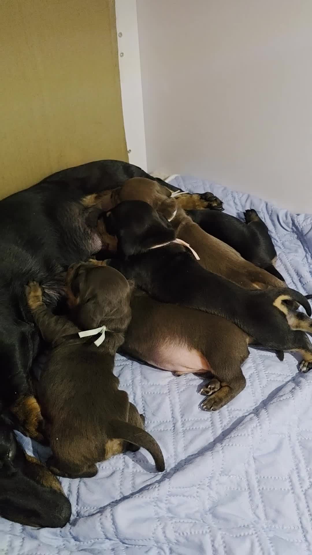 Miniature Dachshund dogs for sale: Mini dachshund puppies 🐶  - Video 1
