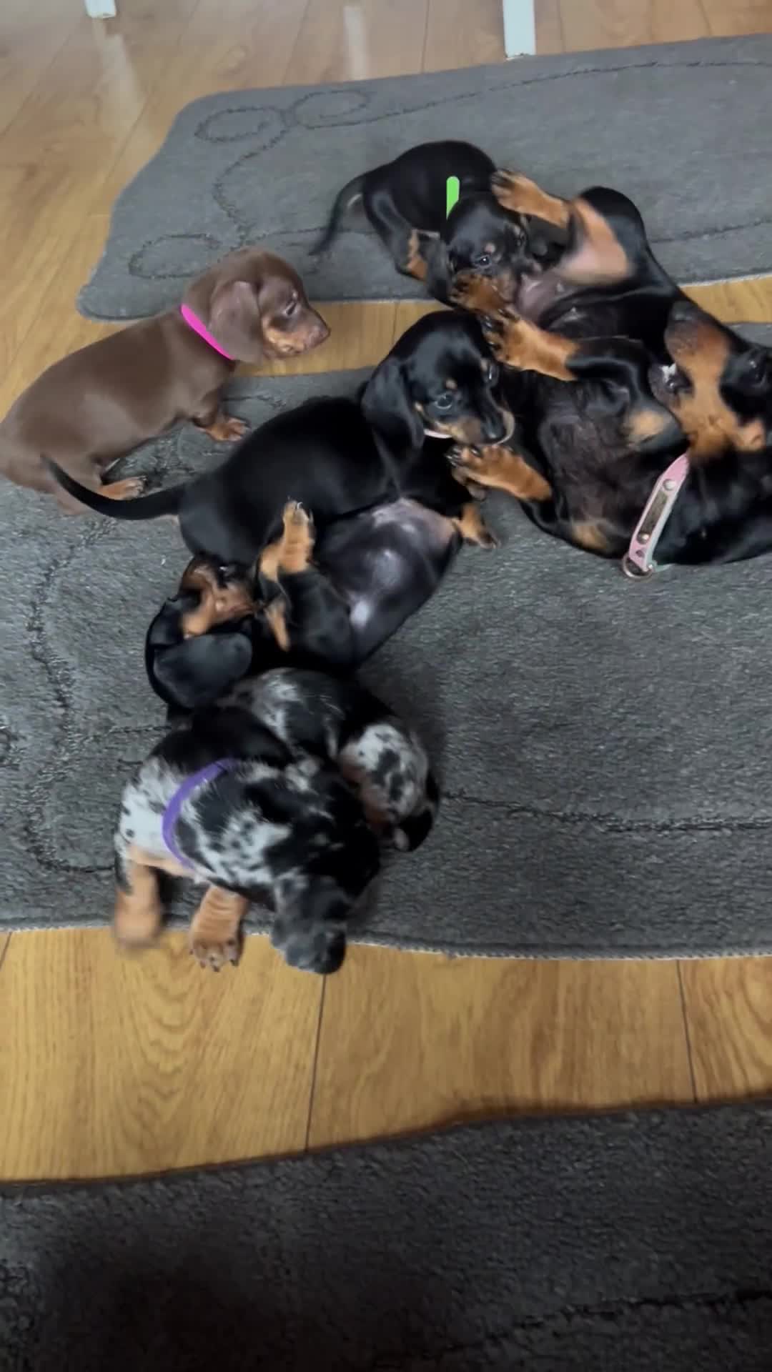 Miniature Dachshund dogs for sale: READY TO LEAVE BLACK/TAN MINIATURE DACHSHUND KC  - Video 2