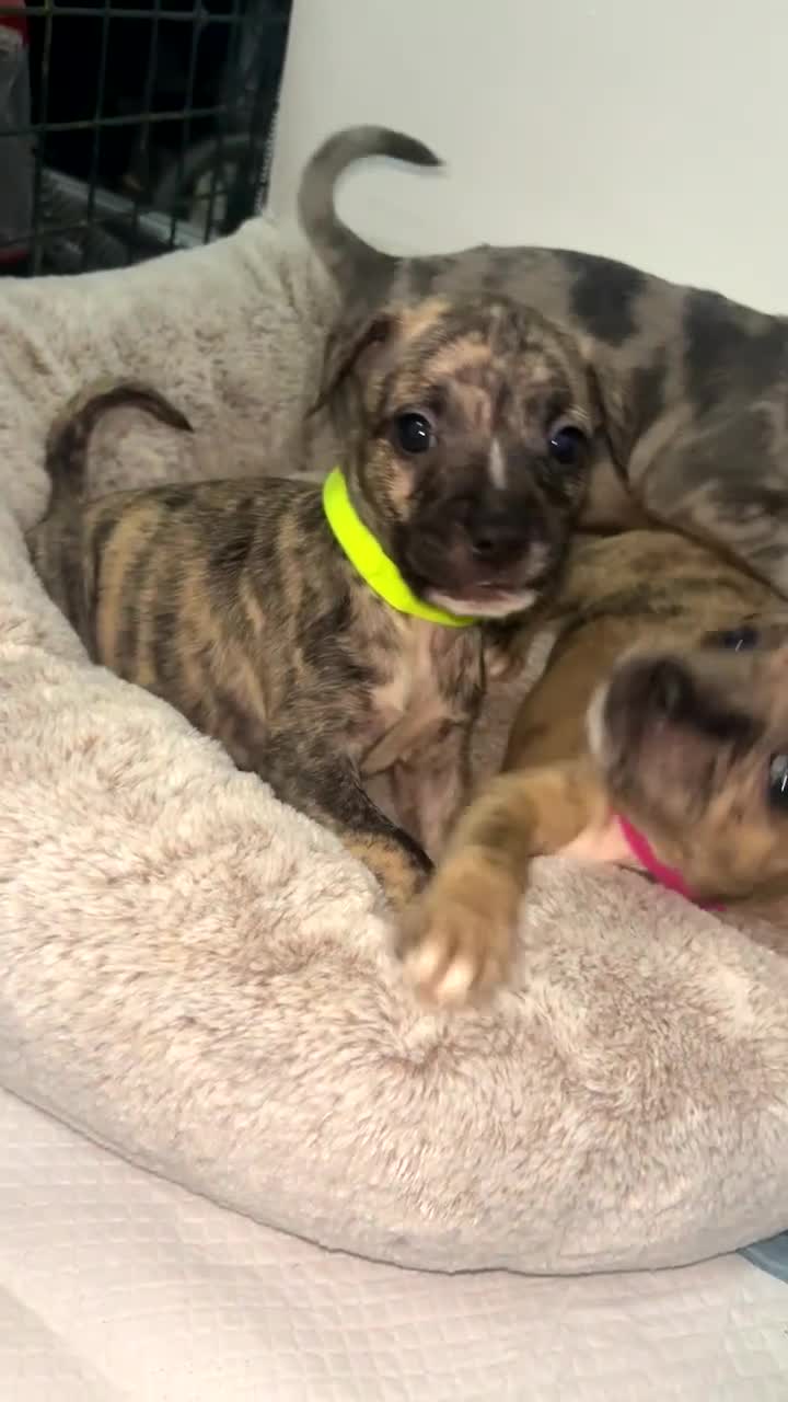 Mixed Breed dogs for sale: French bulldog mix  - Video 1