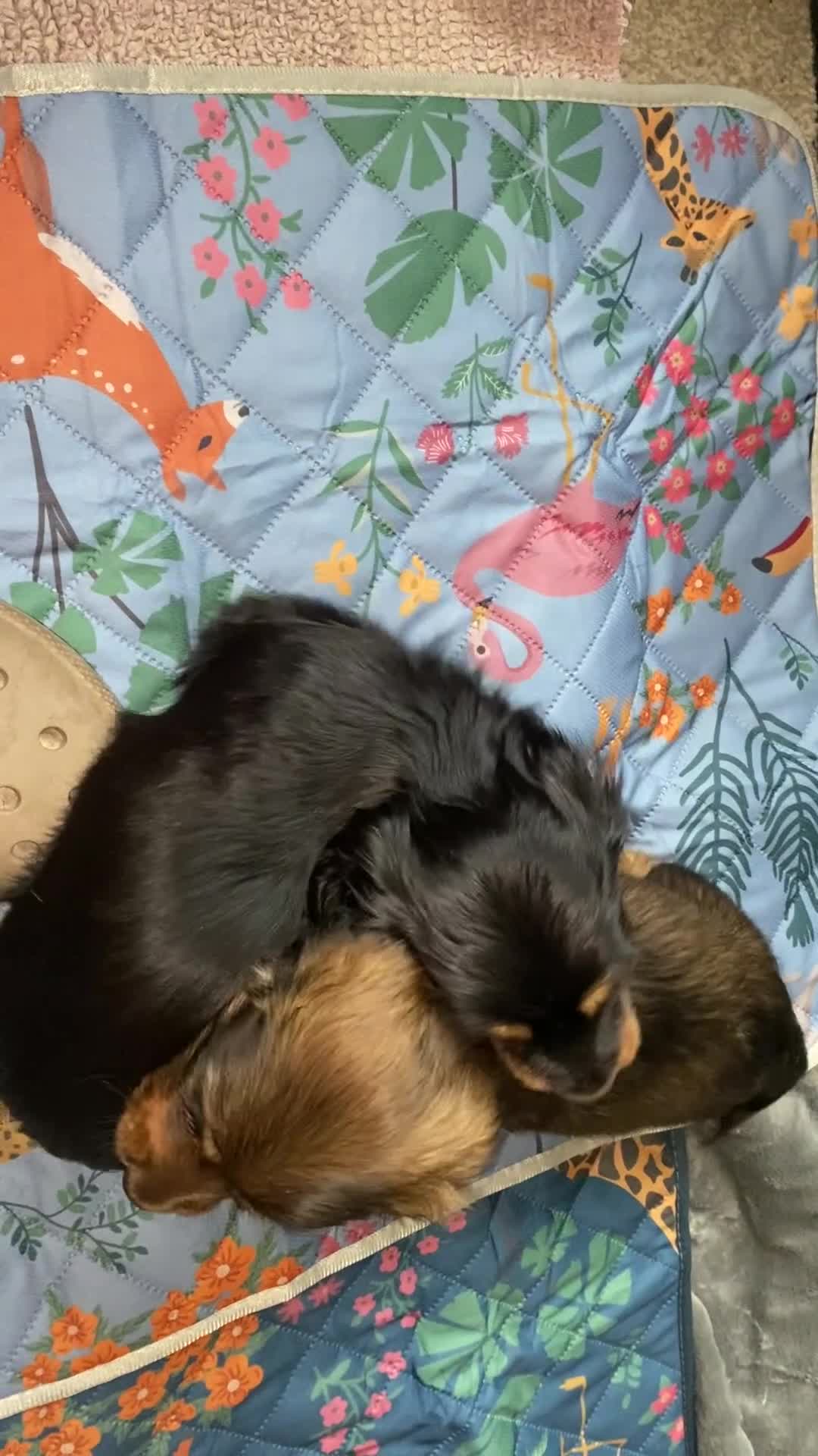 Miniature Dachshund dogs for sale: Adorable playful puppies - Video 1