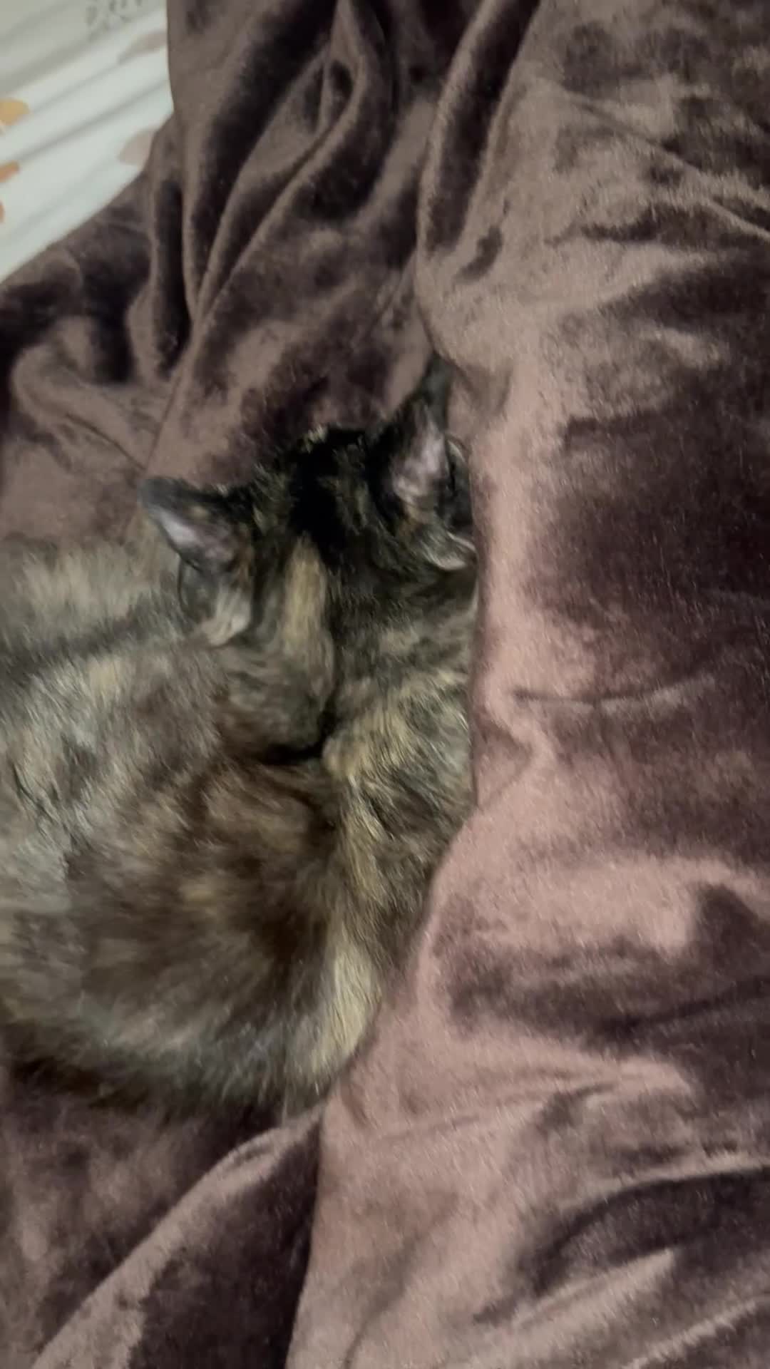 Mixed Breed cats for sale: British Short Hair Cross-Sphinx  - Video 1