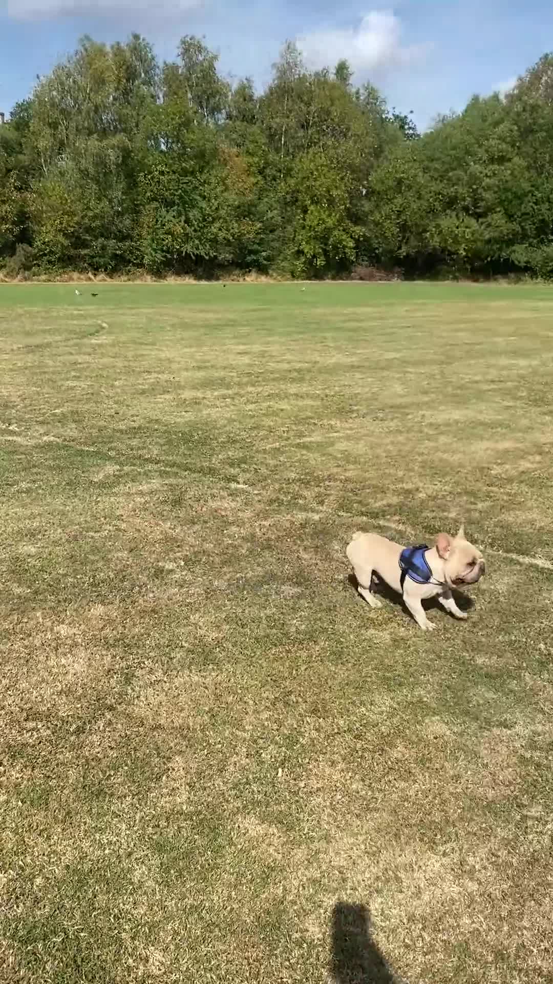 French Bulldog dogs for sale: Male Frenchie  - Video 1