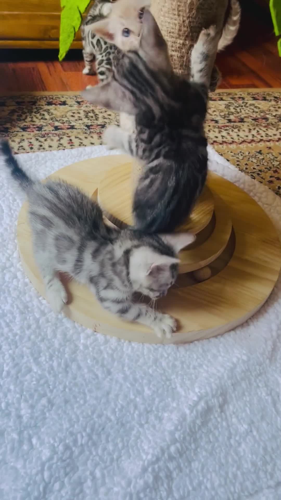 Bengal cats for sale: 💎💎💎 Luxury Bengal Kittens Available  - Video 3