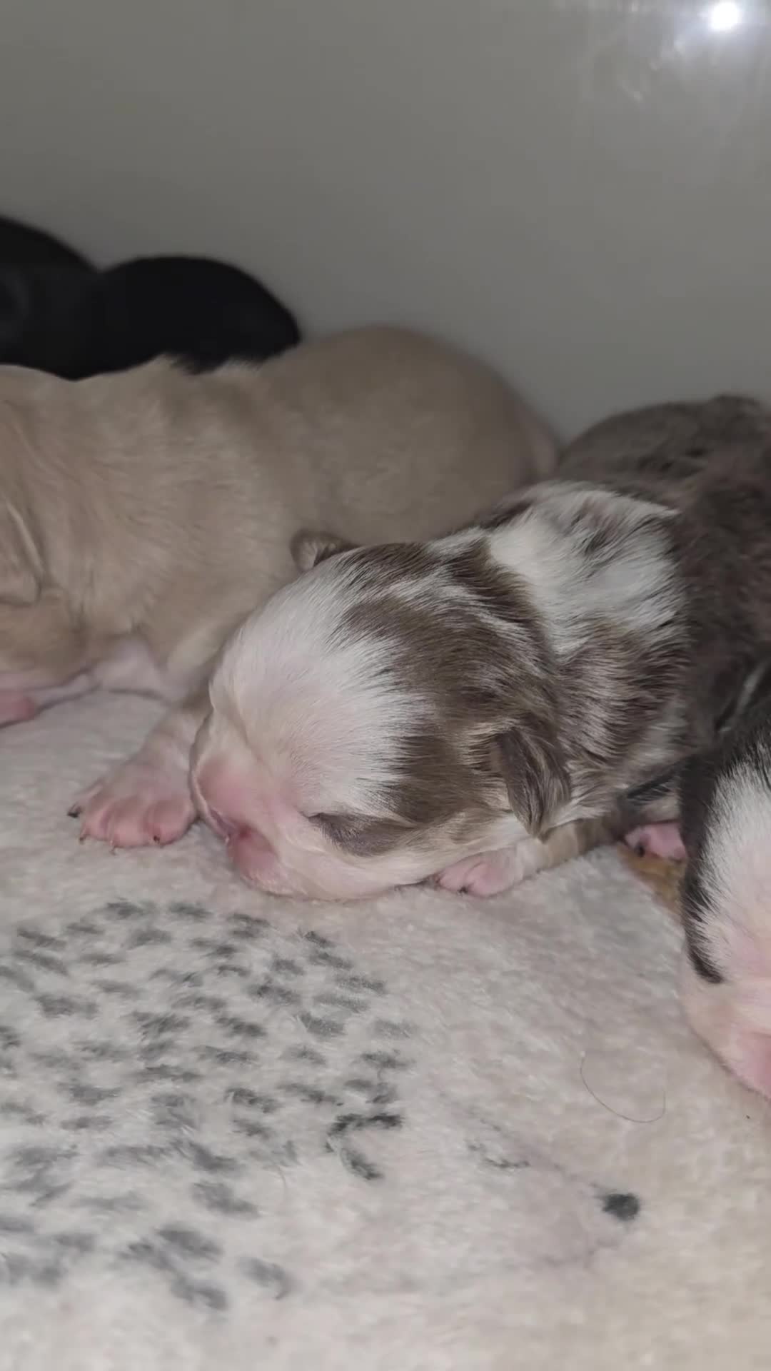 French Bulldog dogs for sale: Beautiful Frenchie Pups Available  - Video 3