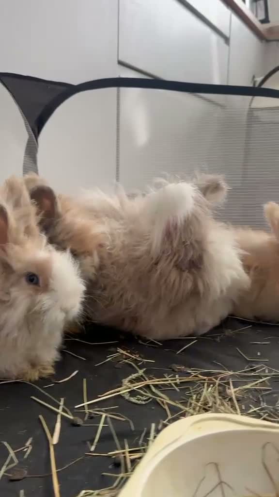 Angora rabbits for sale:     🐇 Purebred English Angora Bunnies   💕 - Video 1