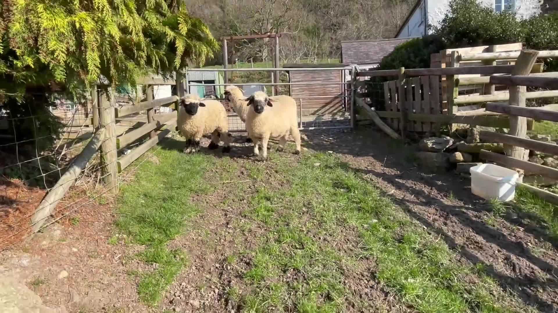 Sheep livestock for sale: Valais Blacknose available  - Video 1