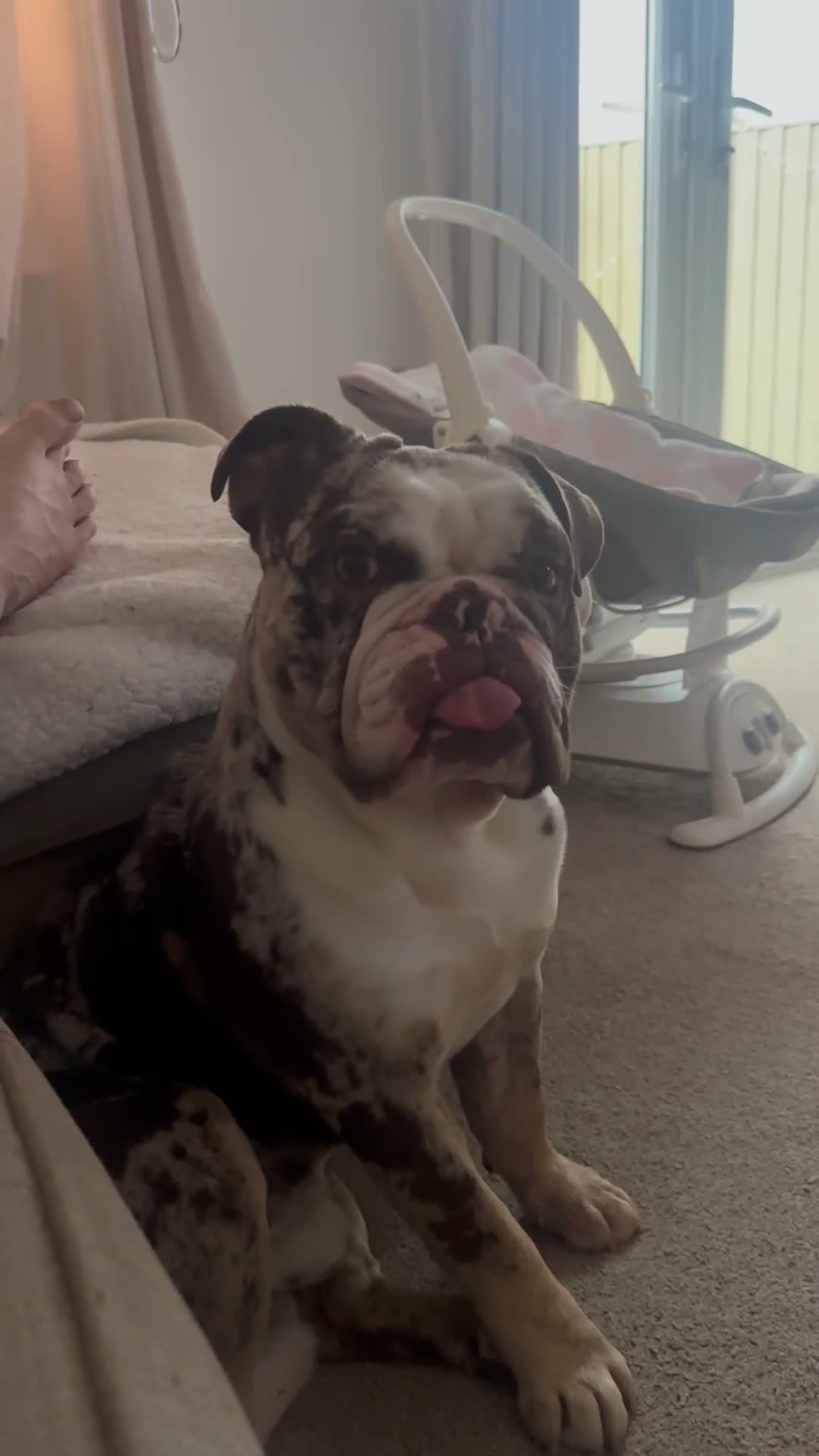 English Bulldog dogs for sale: Bailey  - Video 1