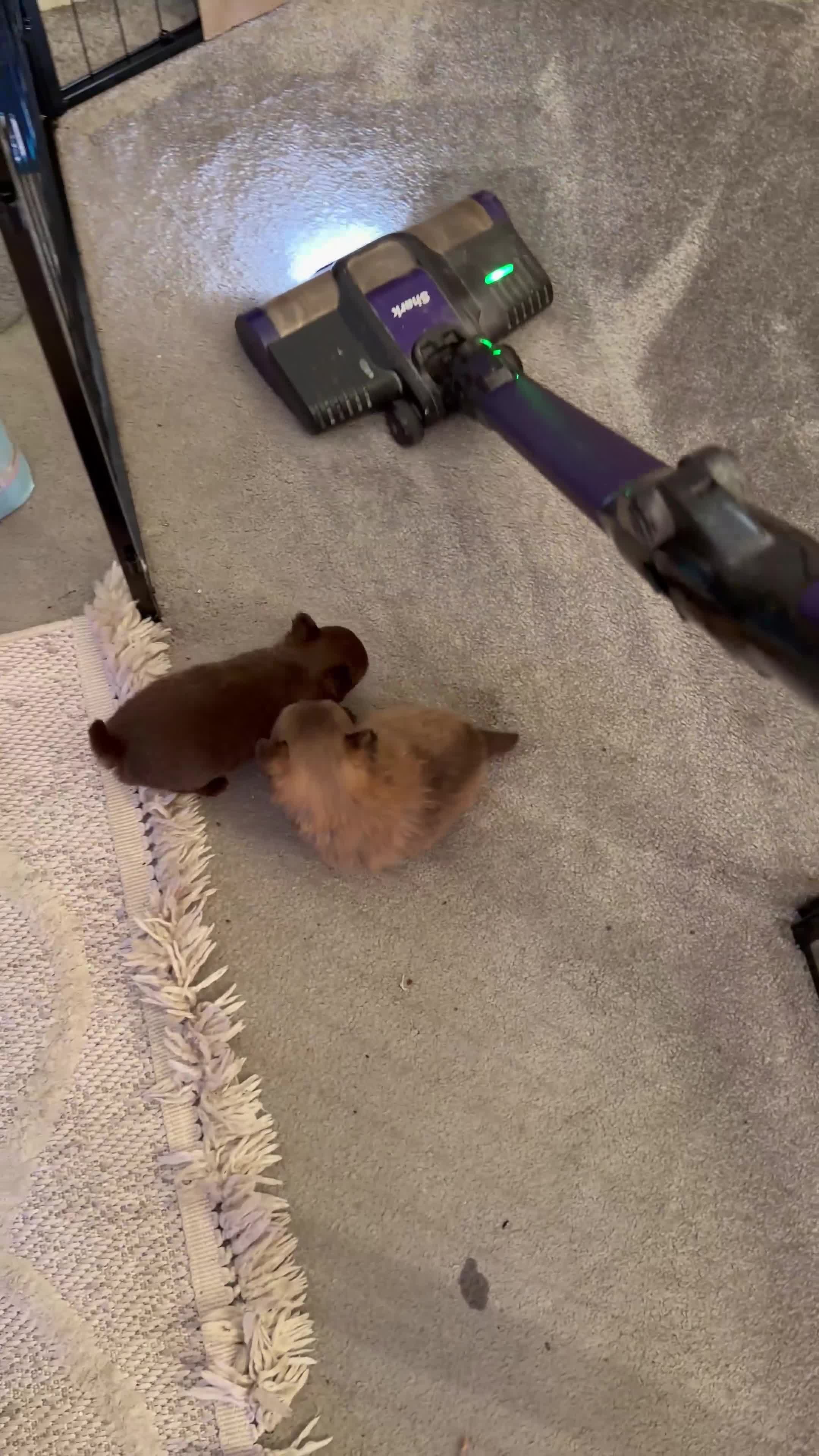 Mixed Breed dogs for sale: 4 beautiful Porkie puppies (Pomeranian x Yorkie) in Southminster - Video 1