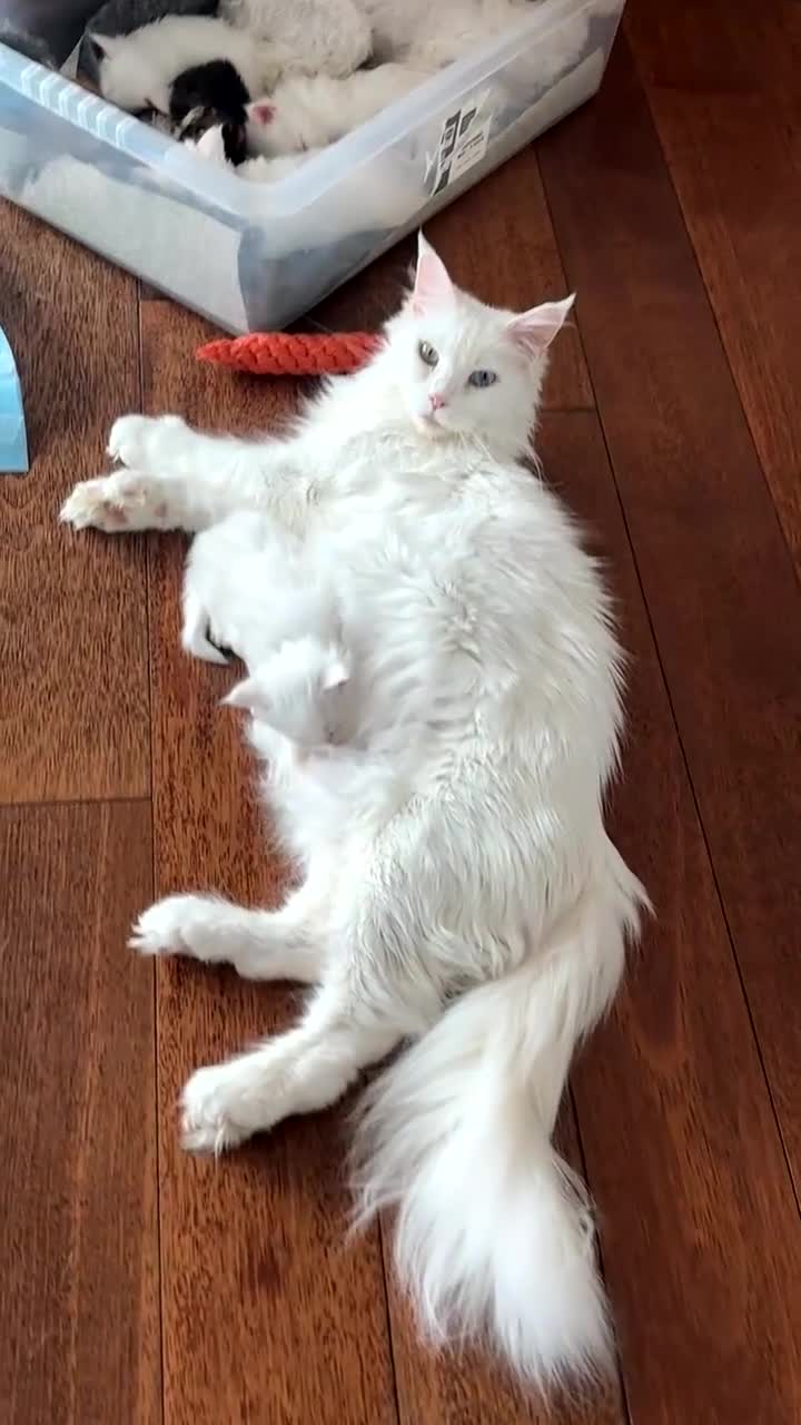 Maine Coon cats for sale: Rare 7-toed, Champion, Russian Maine coon kittens - Video 4