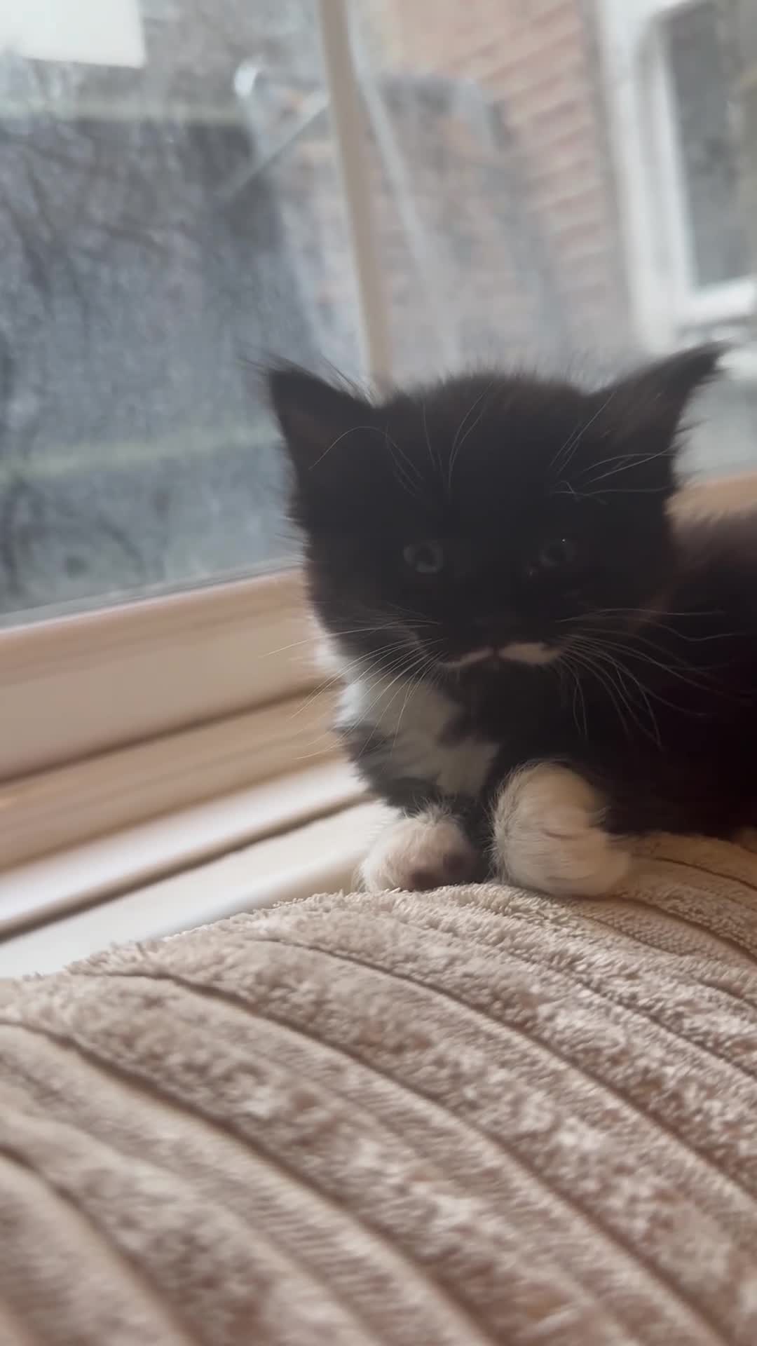 Mixed Breed cats for sale: 4 kittens for sale will be ready to leave soon ‼️ - Video 1