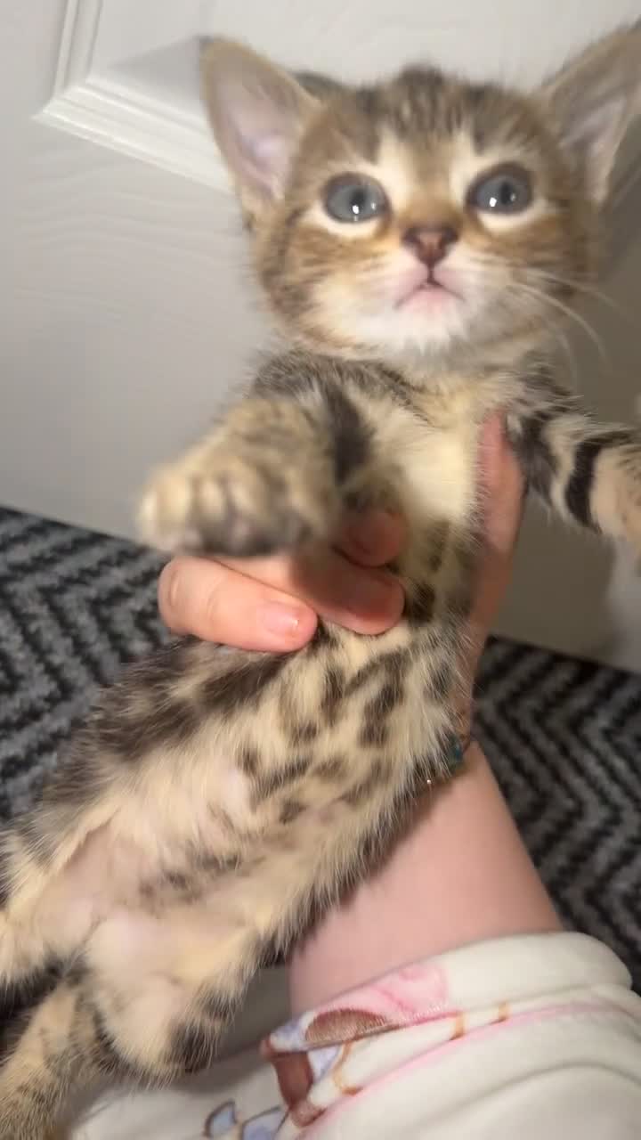 Domestic Shorthair cats for sale: 🤍TABBY KITTENS FOR SALE!! in Newton Aycliffe - Video 2