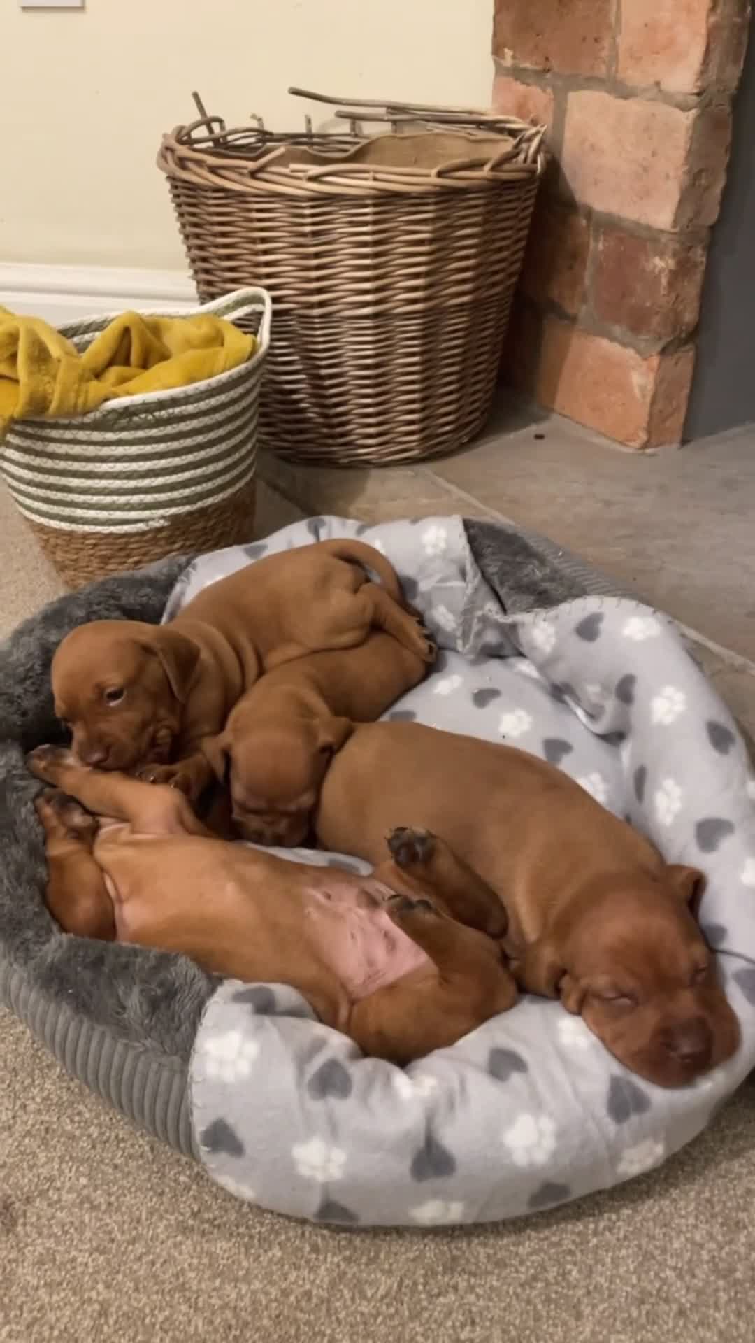 Hungarian Vizsla dogs for sale: 1 male KC registered Hungarian Vizla for sale  - Video 1
