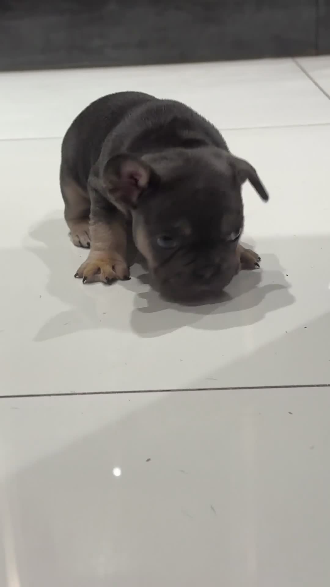 French Bulldog dogs for sale: KC reg Frenchbull dog puppies  - Video 5