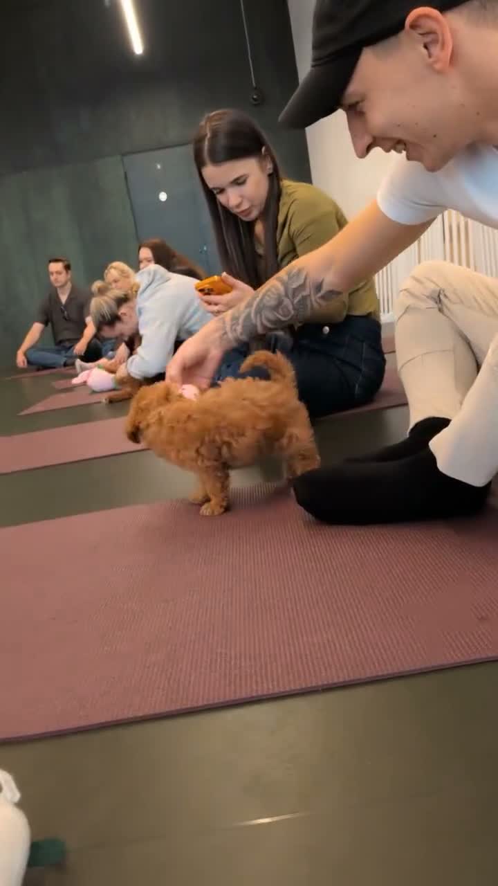 Cockapoo dogs for sale: 1 female Cockerpoo fully vaccinated  - Video 4