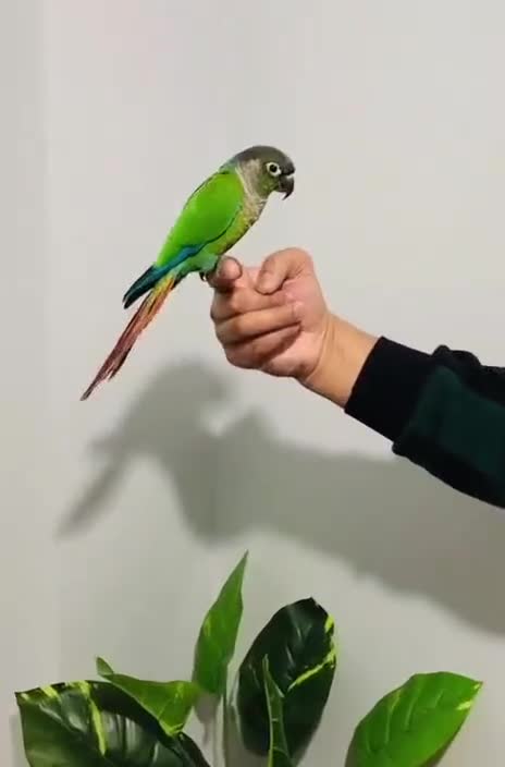 Conures birds for sale: Beautiful Hand Reared Green Cheek Conures for sale - Video 1