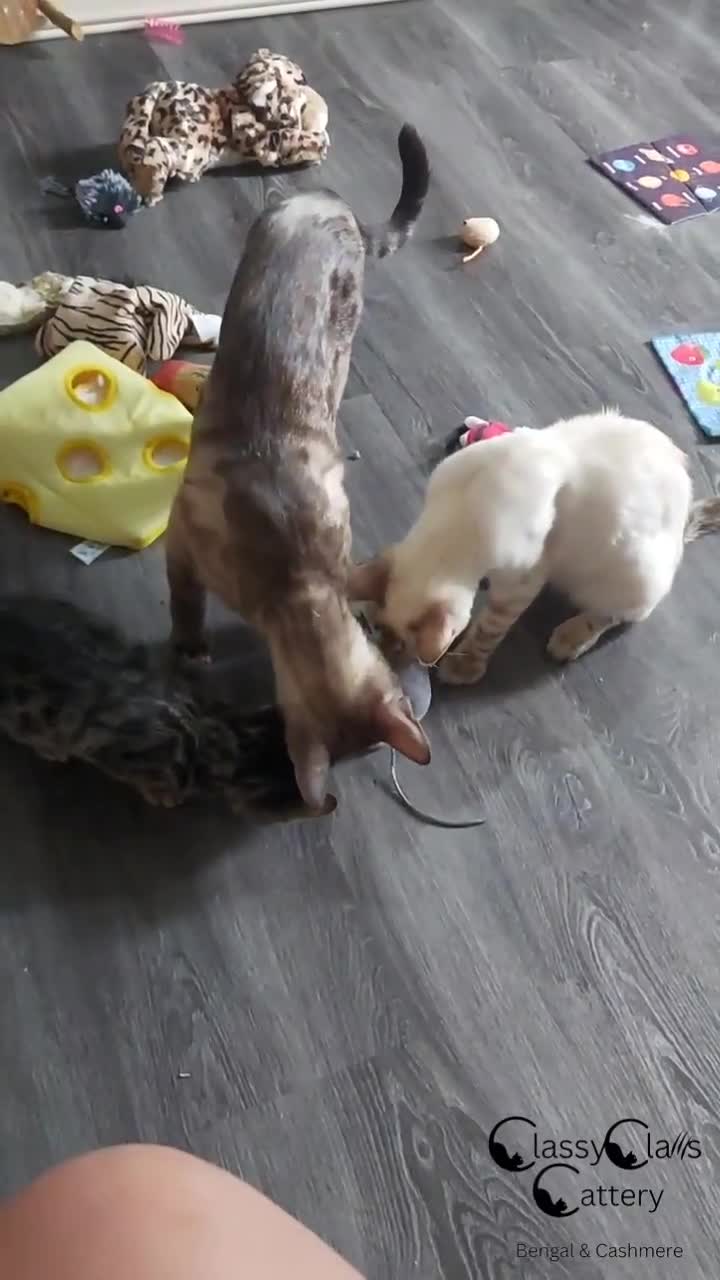 Bengal cats for sale: Rare Silver Charcoal Bengal Male Kitten 🐾 - Video 1