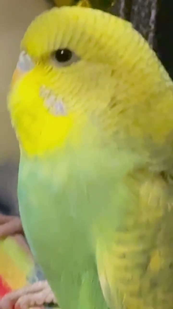 Budgerigars birds for sale: Bonded birds 10 week  budgies young  wa7  - Video 1