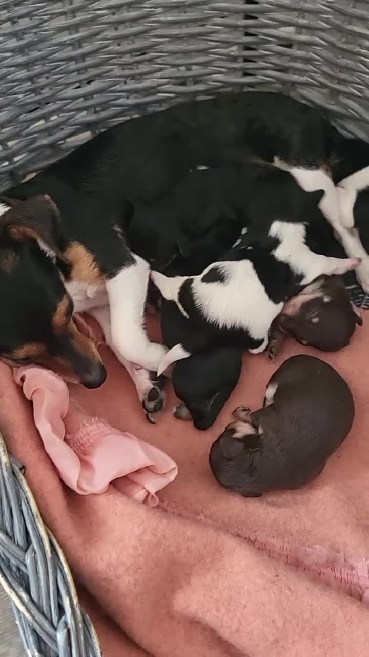 Jack Russell dogs for sale: Jack russle pups  - Video 1