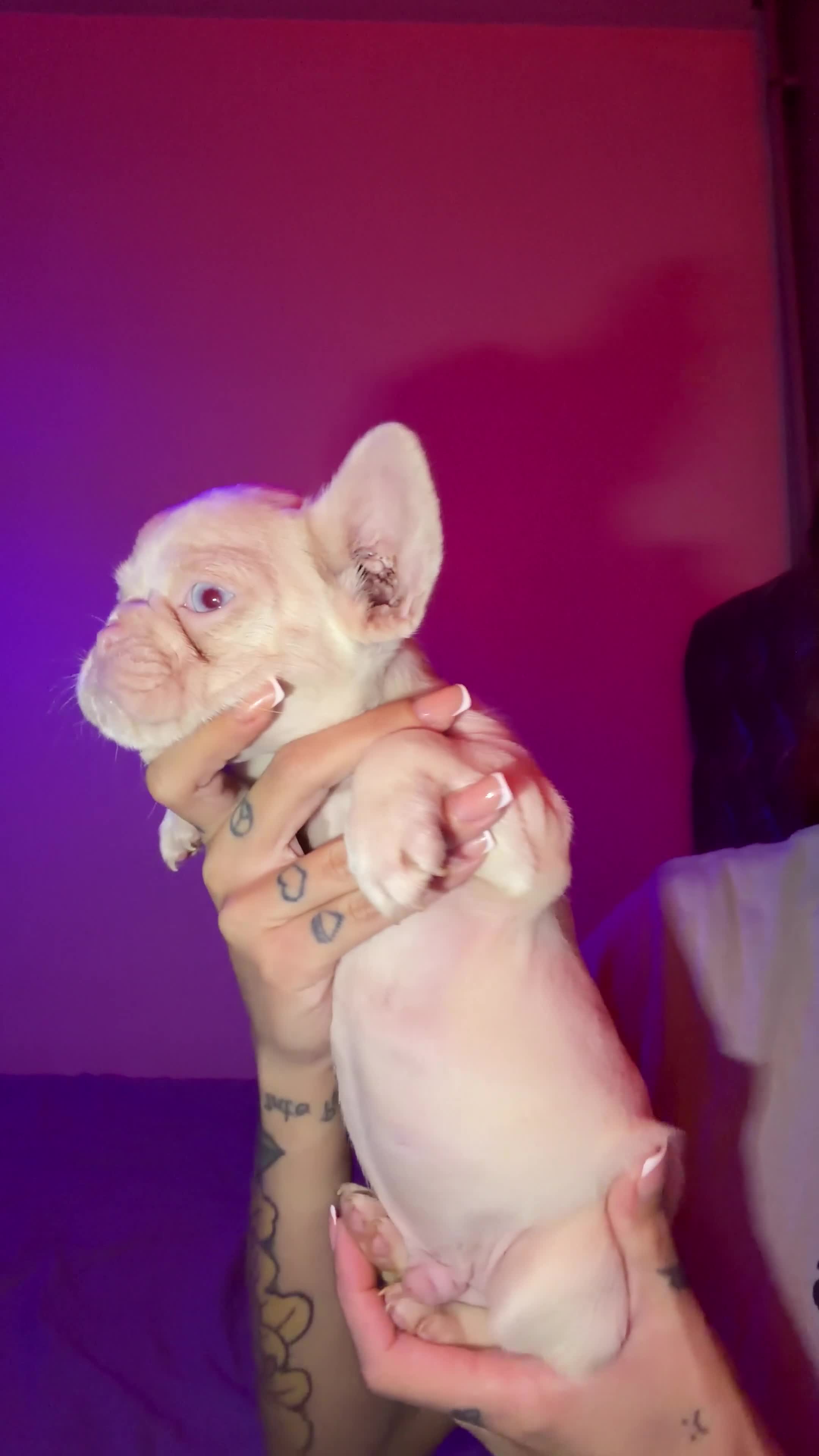 French Bulldog dogs for sale: French bulldog puppies  - Video 2