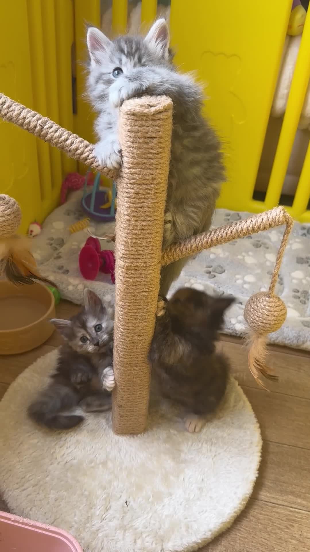 Ragcoon cats for sale: Gorgeous Mainecoon x ragdoll babies  - Video 2