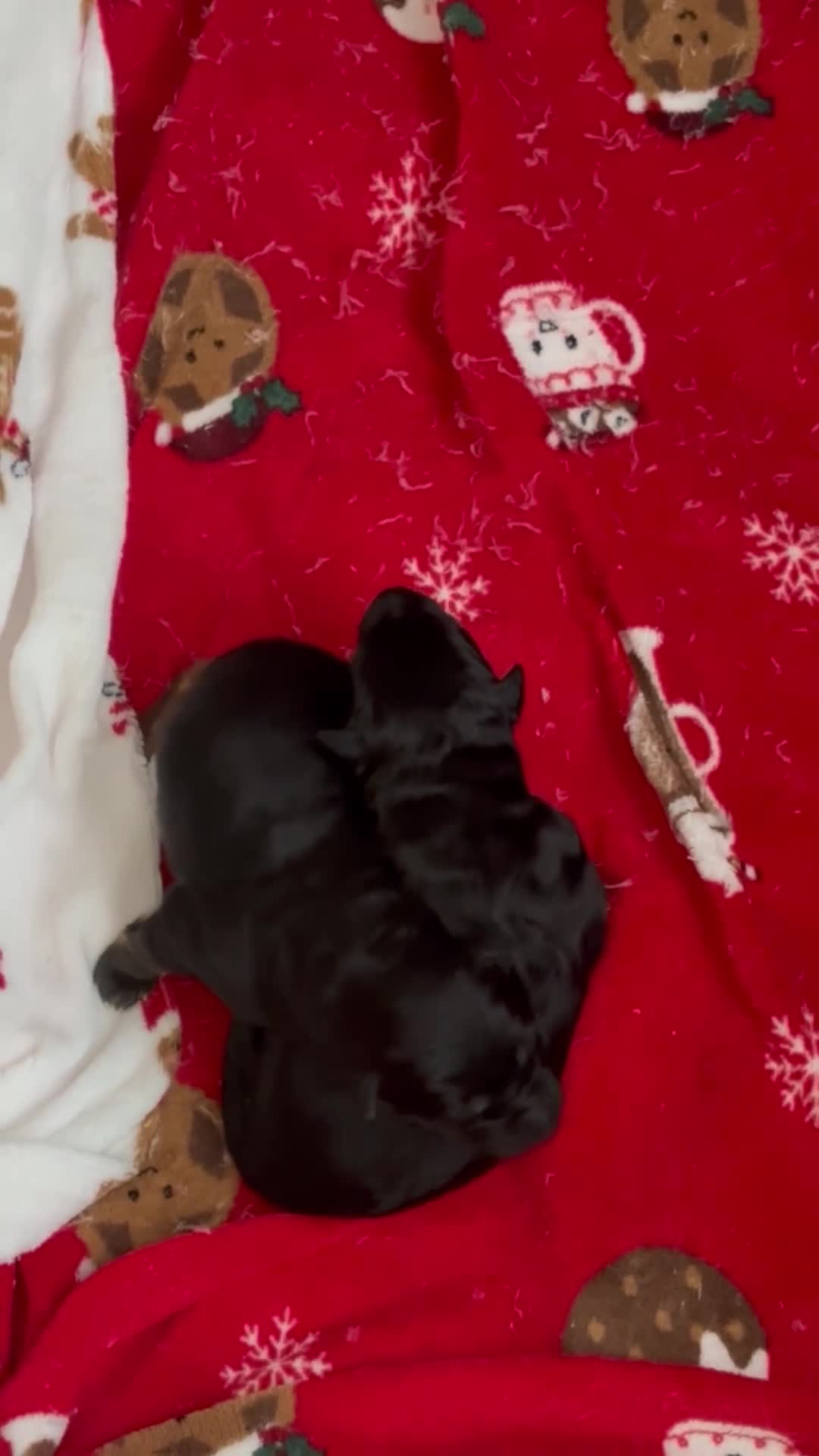 German Shepherd dogs for sale: Beautiful black/tan German shepherd pups for sale  - Video 1