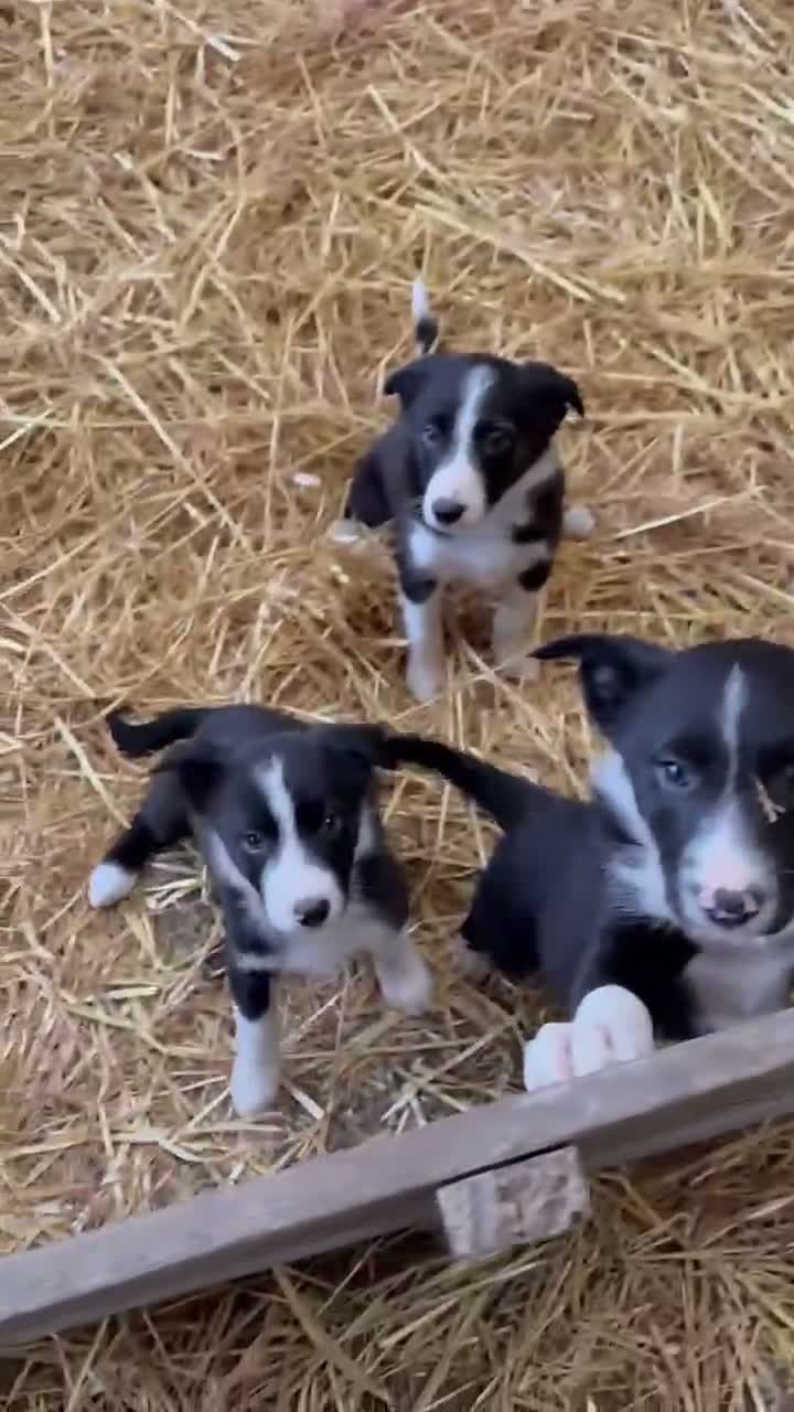 Border Collie dogs for sale: Border collie puppies in Bala - Video 1