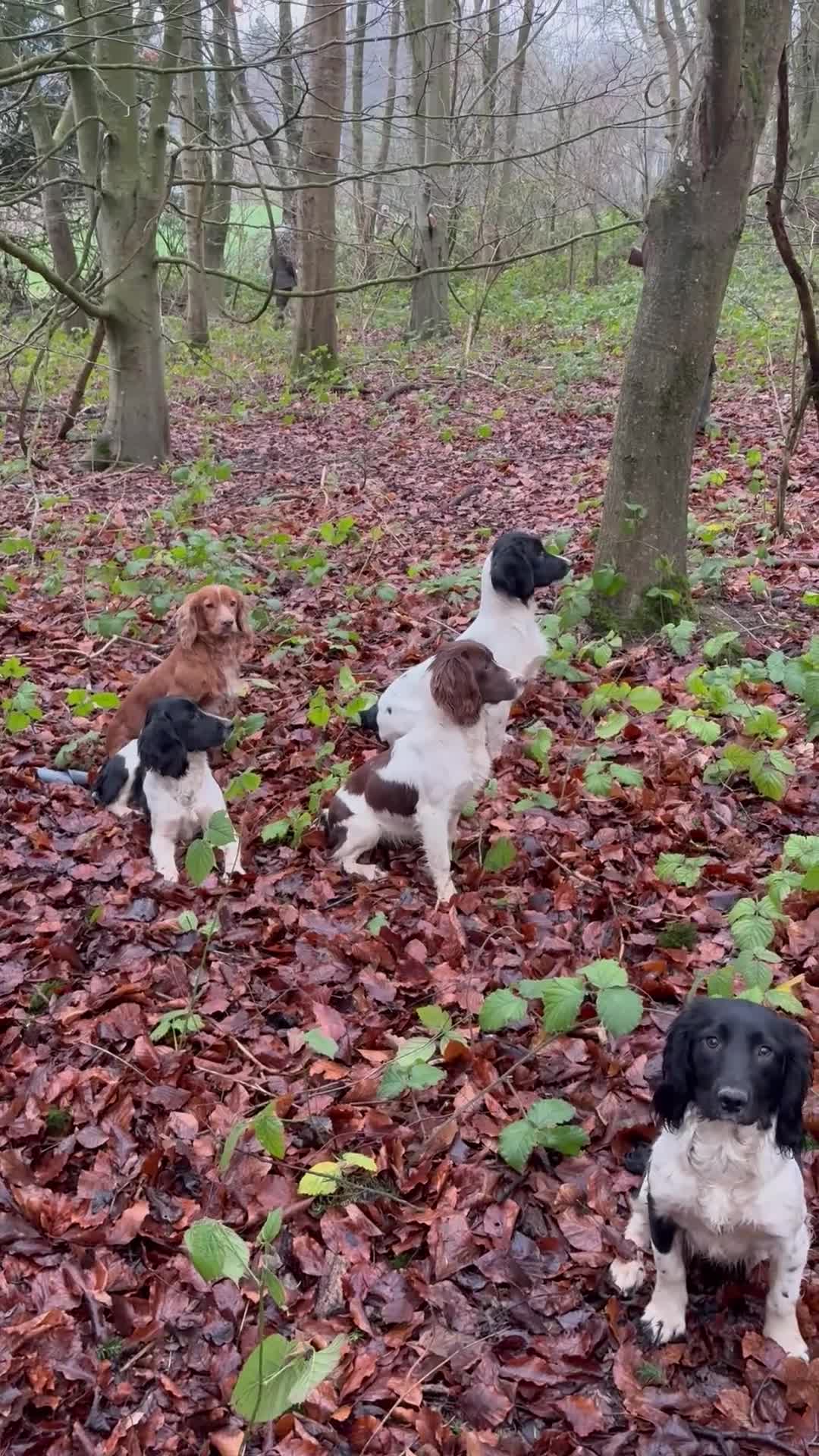 English Springer Spaniel dogs for stud: Elishade Misty Horizon (Dipper) - Video 4