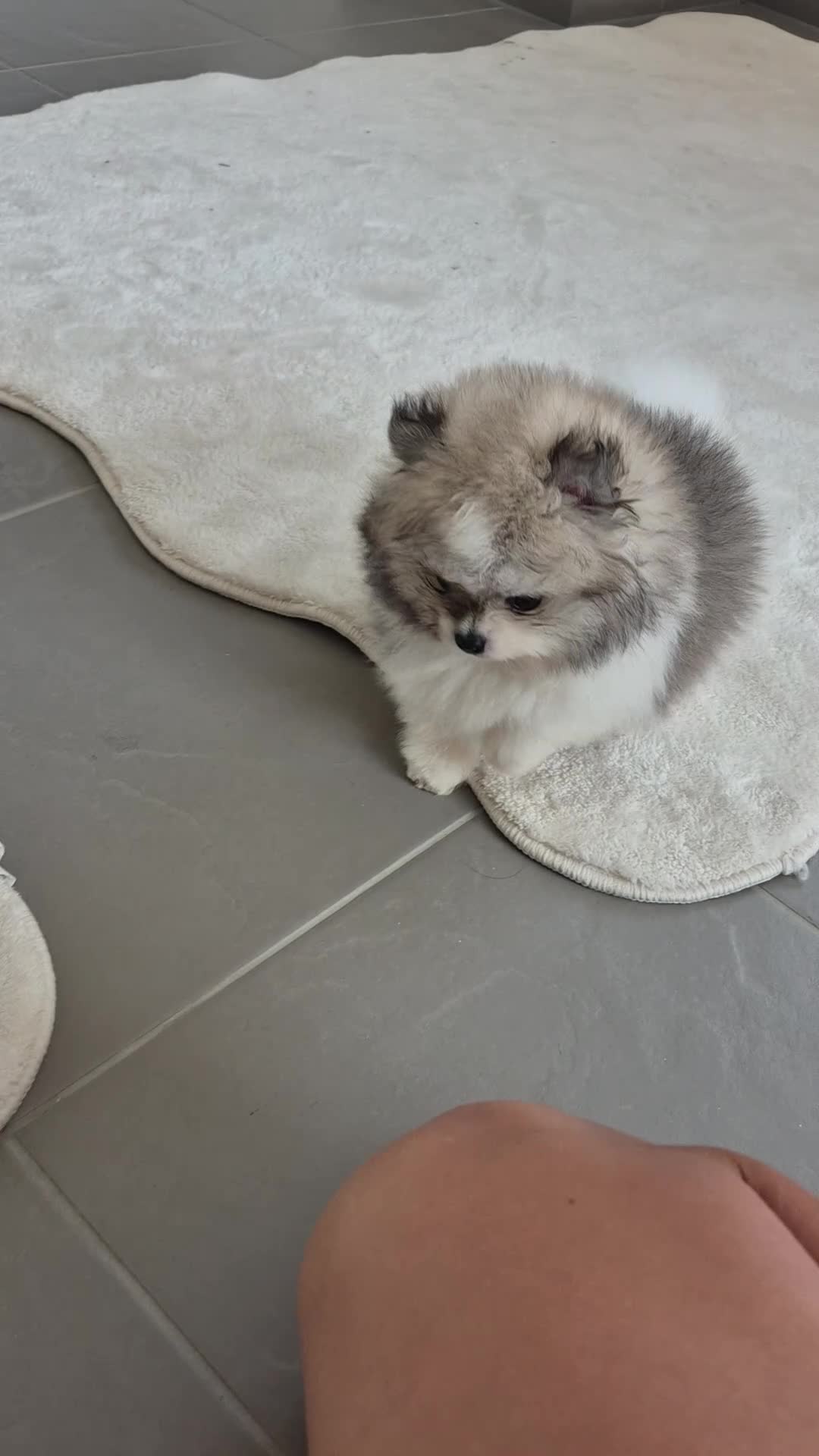 Pomeranian dogs for sale: Kc registered pomerainians  - Video 2