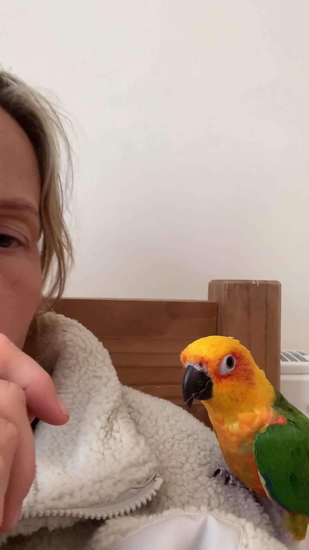 Conures birds for sale: Male Jenday Conure  - Video 2