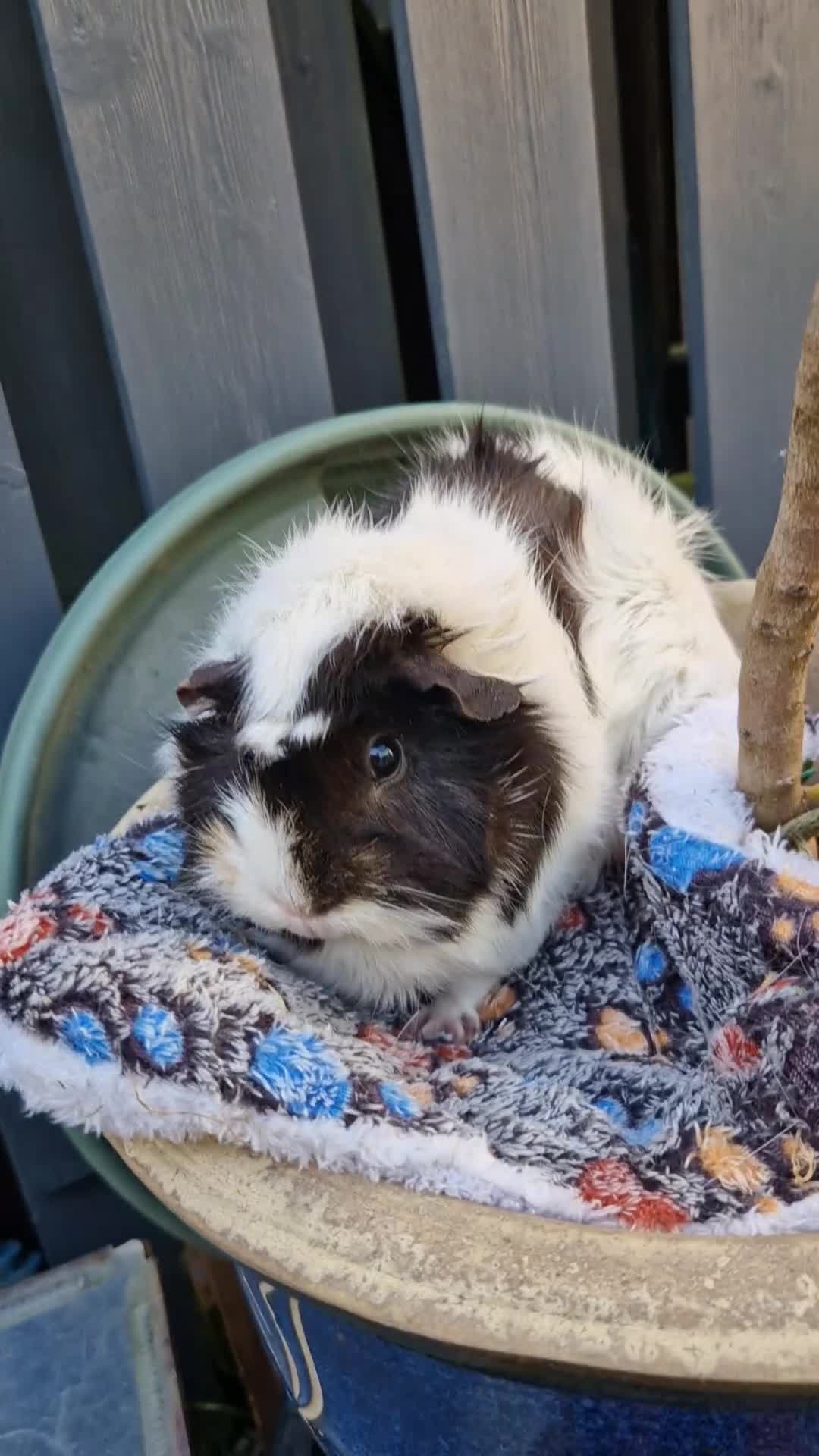 Guinea Pig rodents for sale: Beautiful abyssinian breed  - Video 2