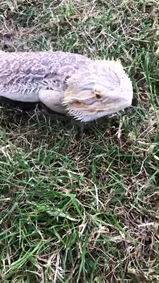 Bearded Dragon reptiles for sale: Bearded dragon boy names Loki the lizard  - Video 1