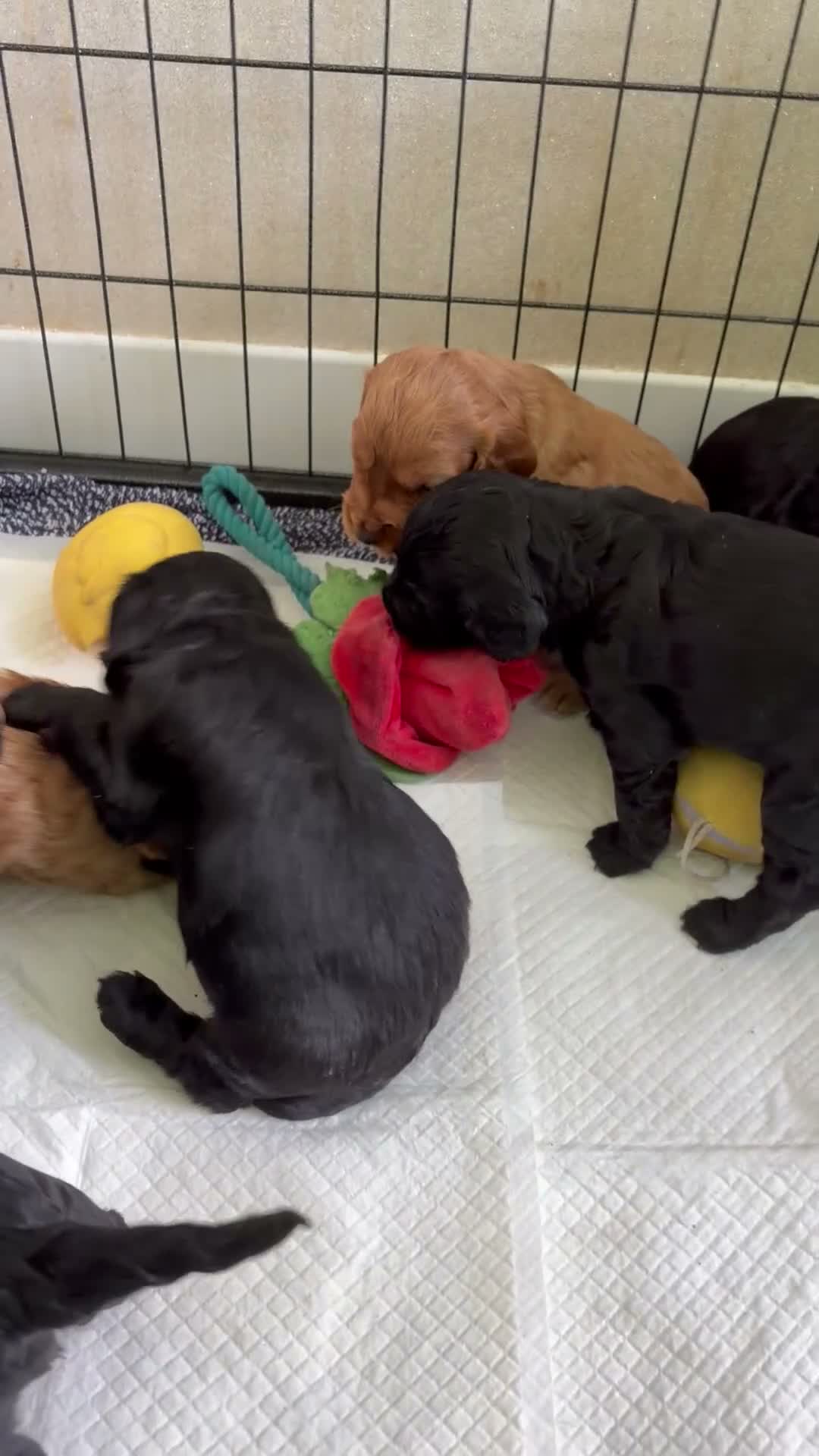 Cockapoo dogs for sale: 8 F1B cockapoo puppies for sale - Video 1