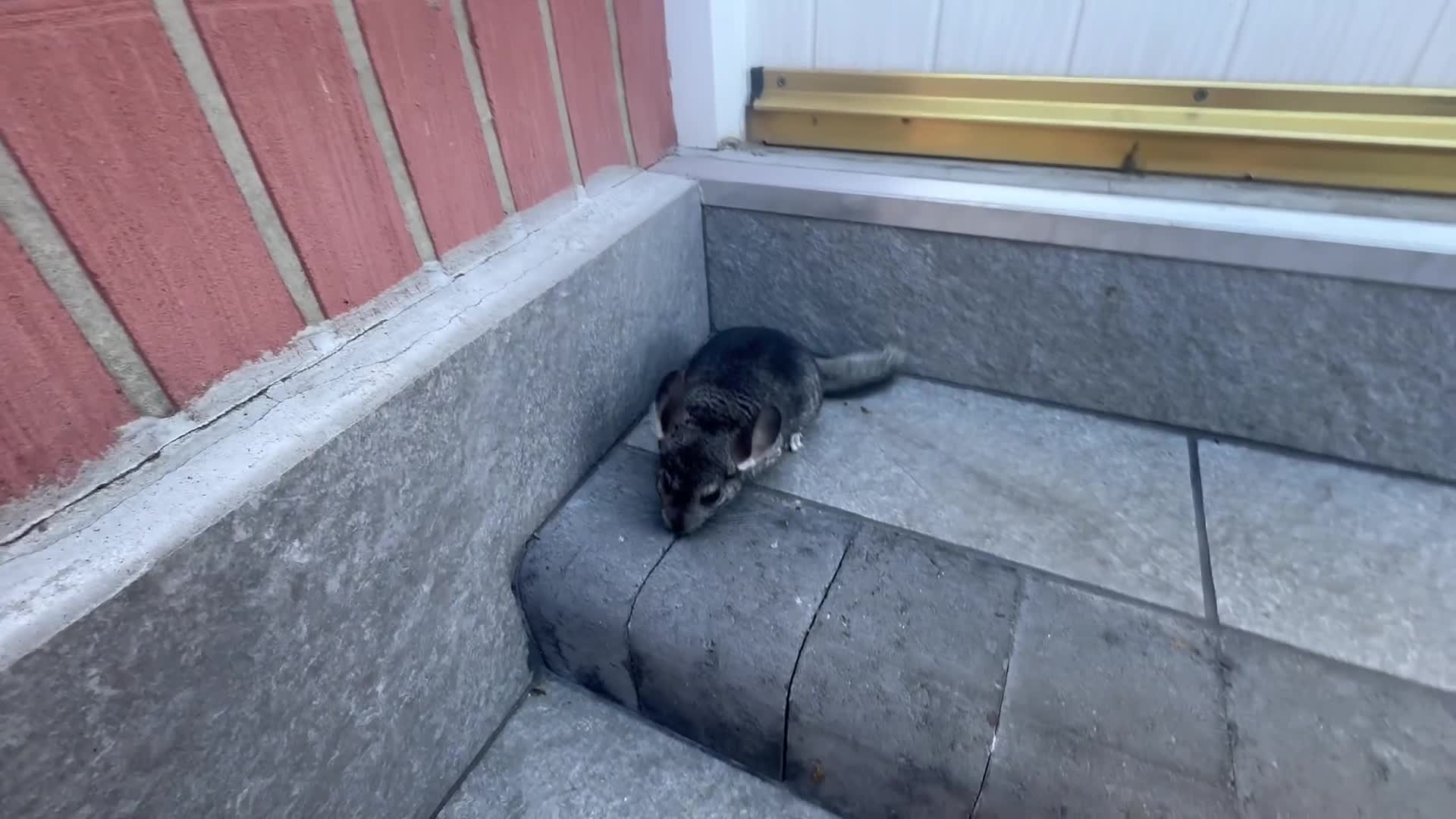 Chinchilla rodents for sale: Little boys - Video 1