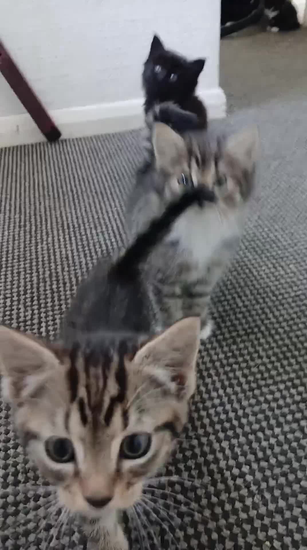 Mixed Breed cats for sale: Long haired kittens - Video 1